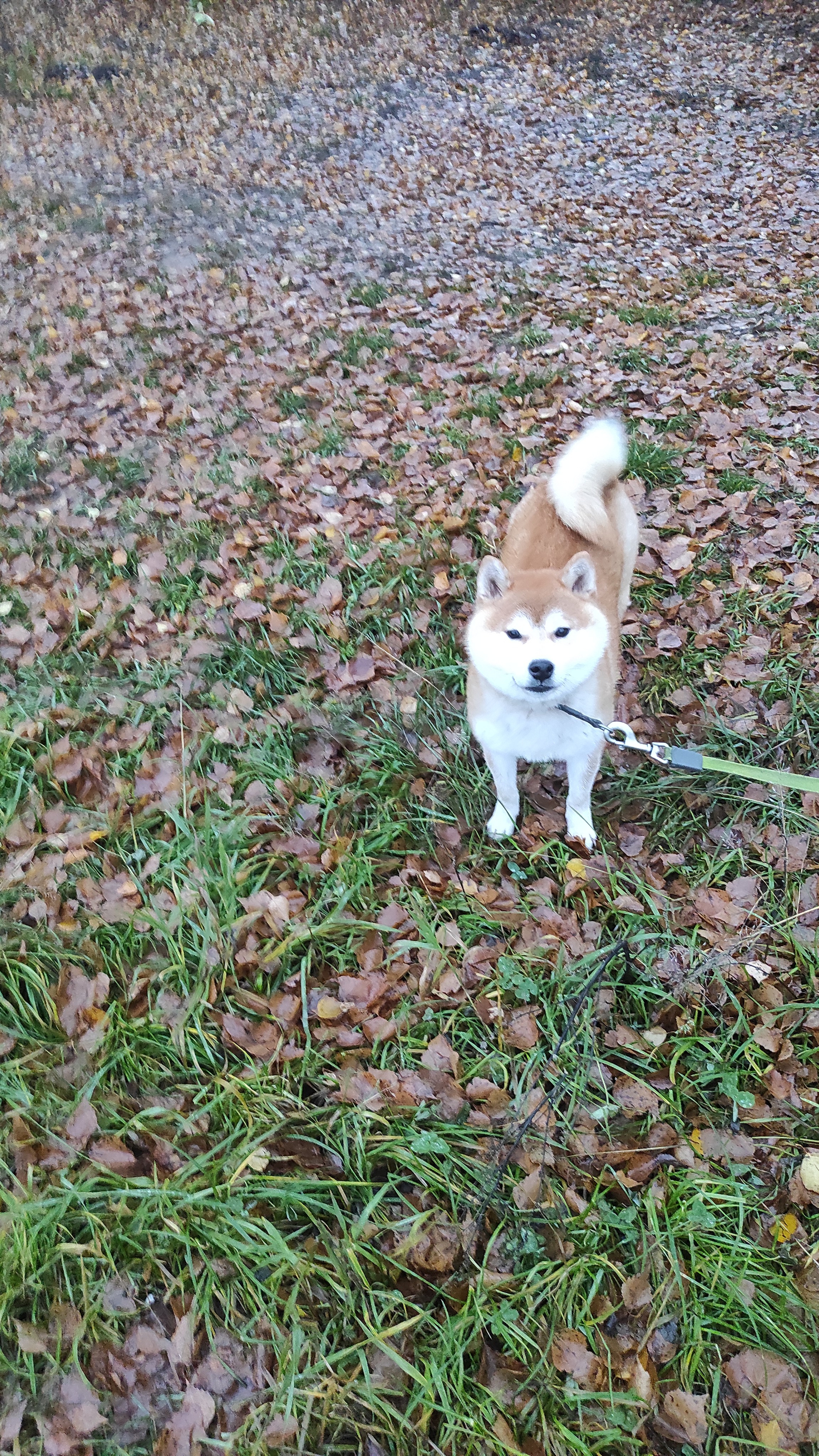 Питомник Рубилайт Сиба Ассоль * HANDZIMEMESITE ASOLL щенки сиба купить Санкт-Петербург 