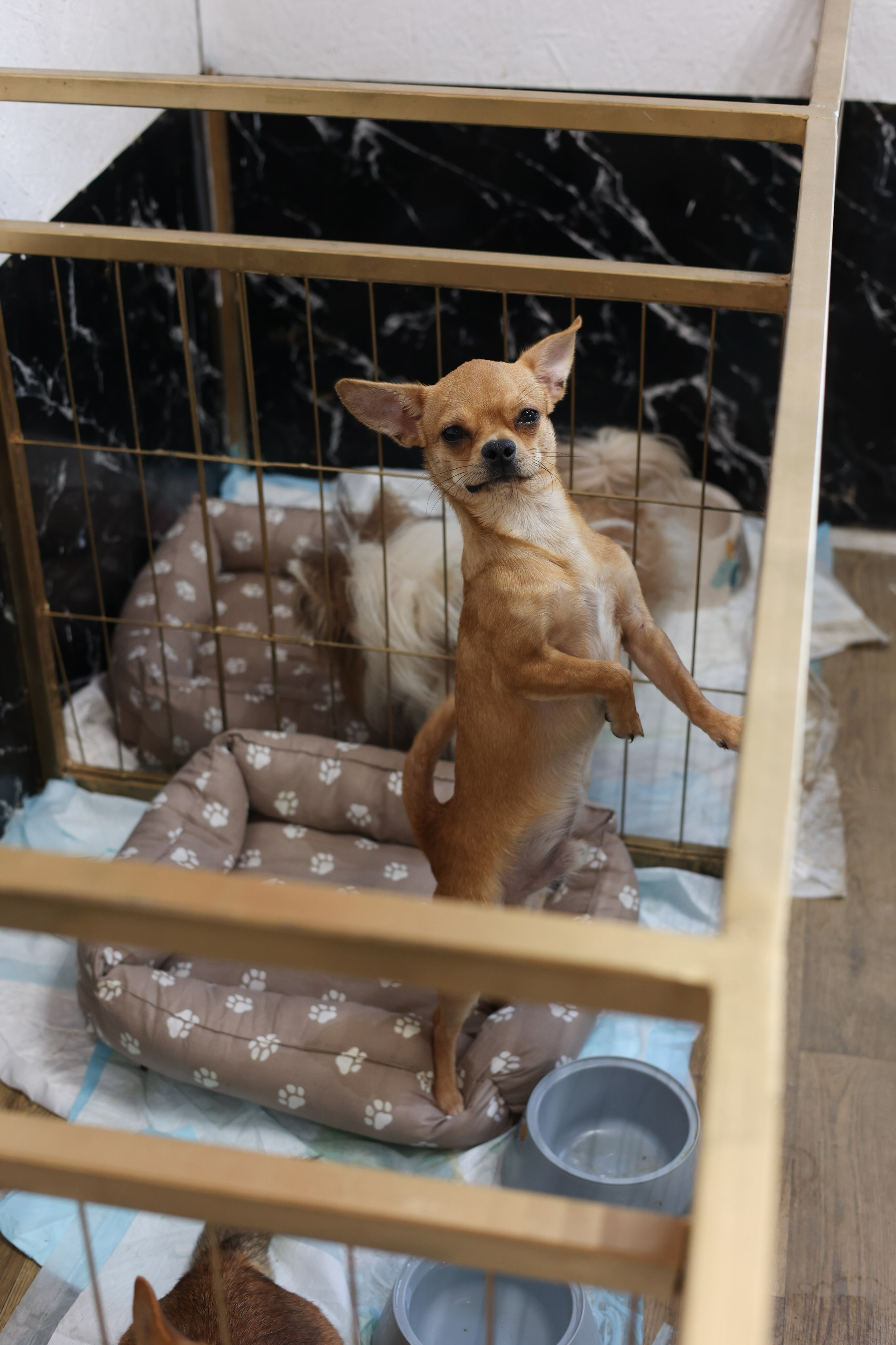 Апероль 1 годик. Фотограф Санкт-Петербург