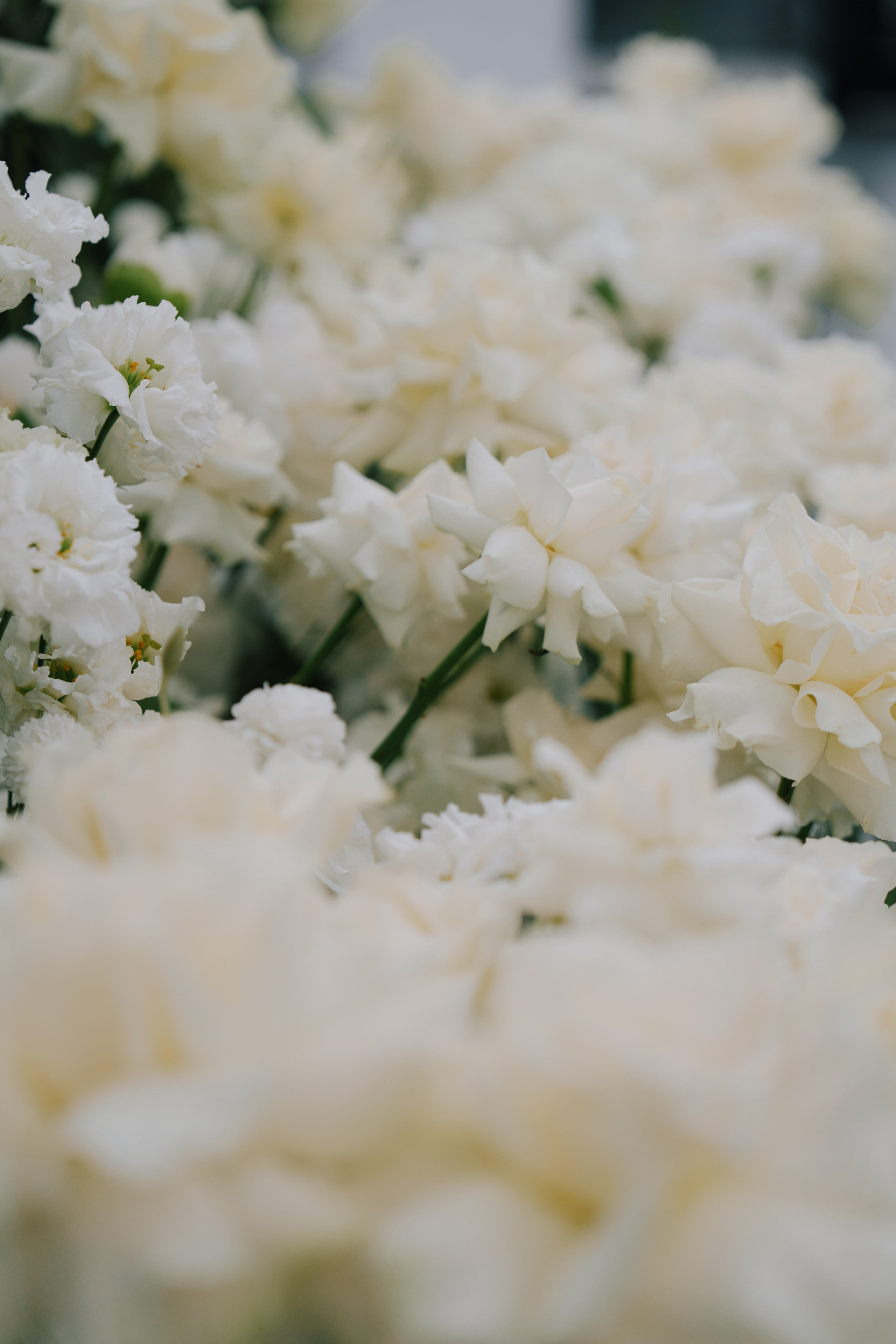 Кирилл & Анастасия. Свадебный фотограф в Санкт-Петербурге — Евгения Лютоева