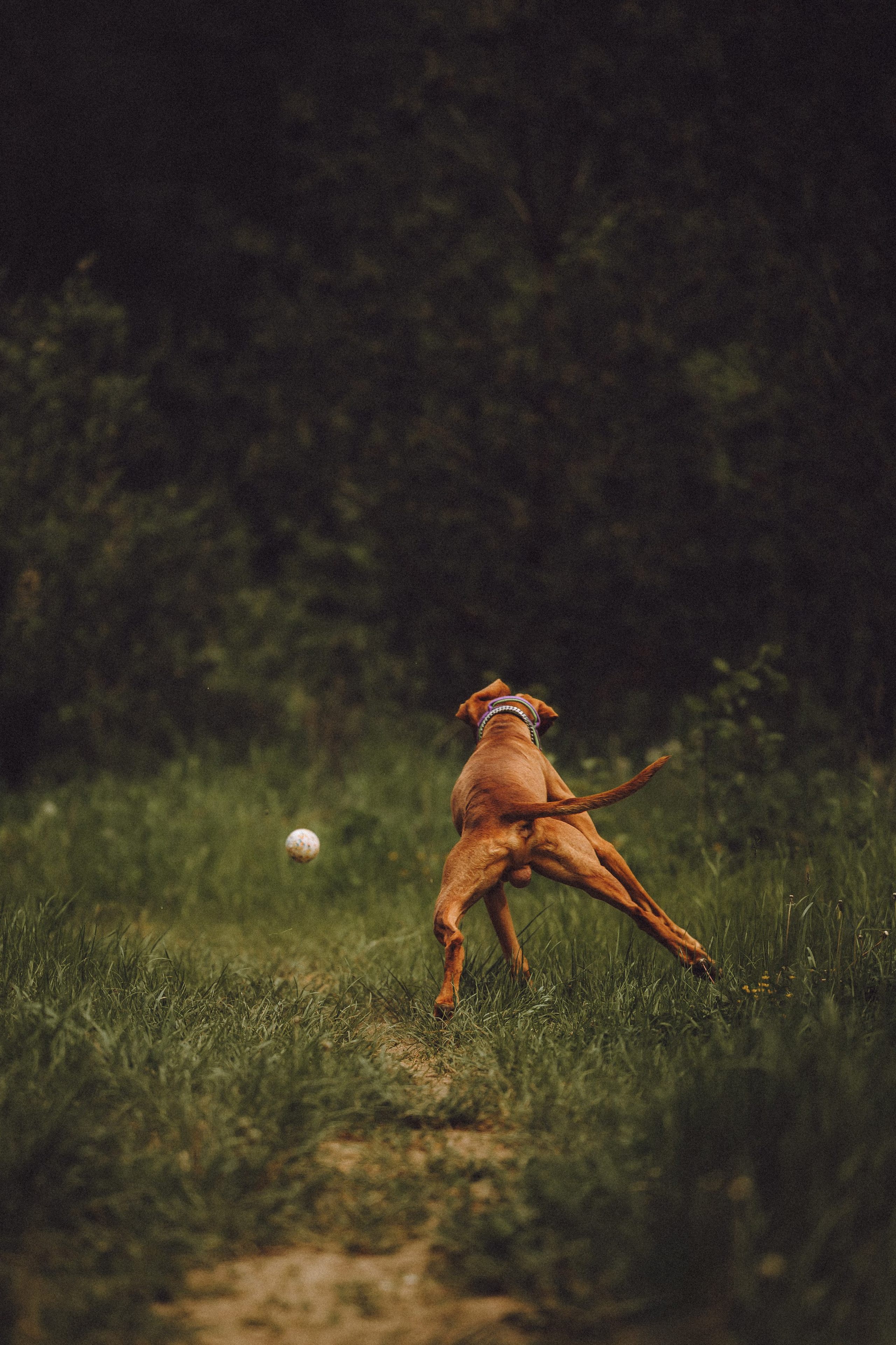 Груша, Данни, Фунтик и их семья