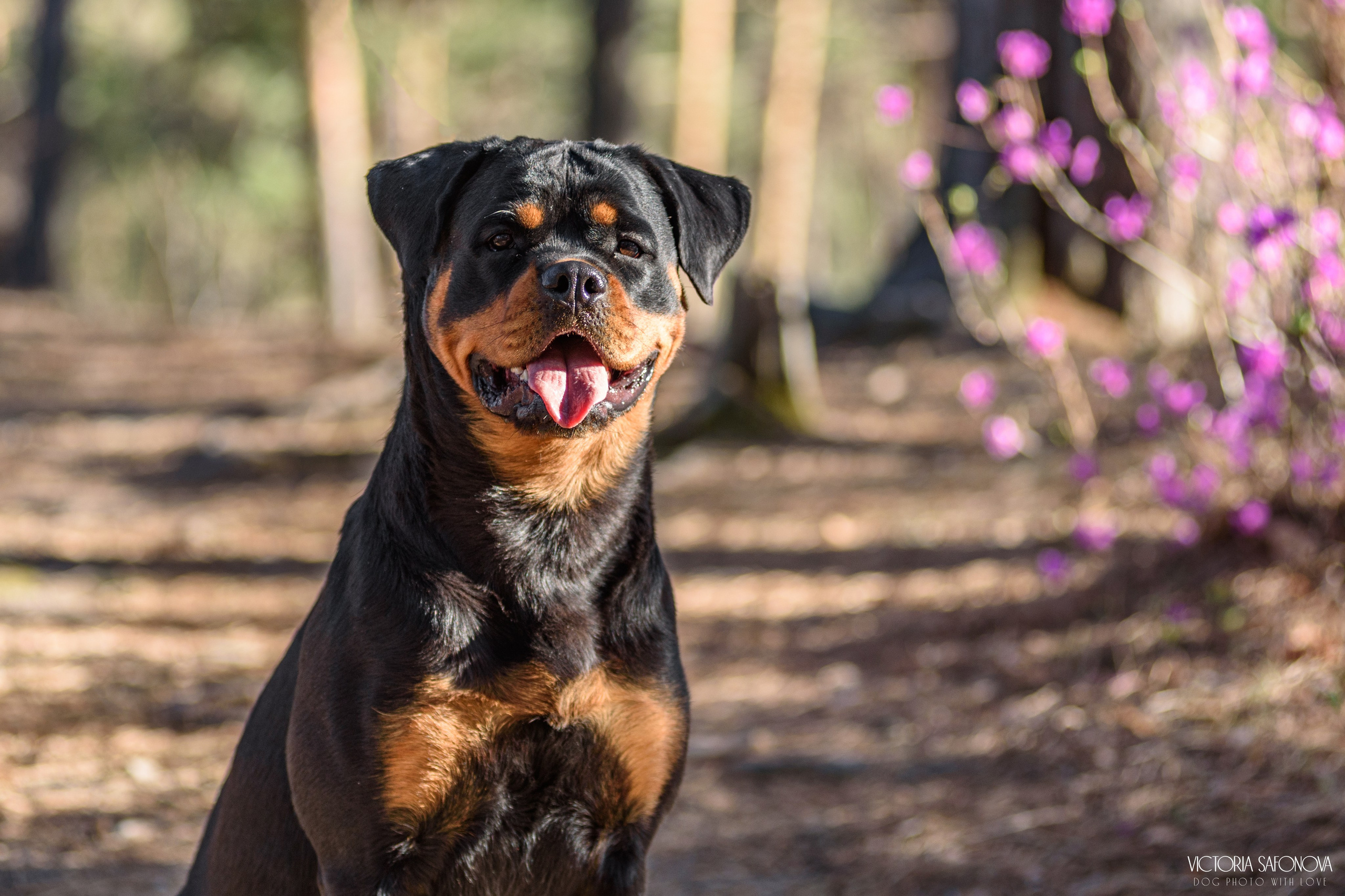 Лера 07.05.2023. Фотограф анималист Благовещенск. Сафонова Виктория