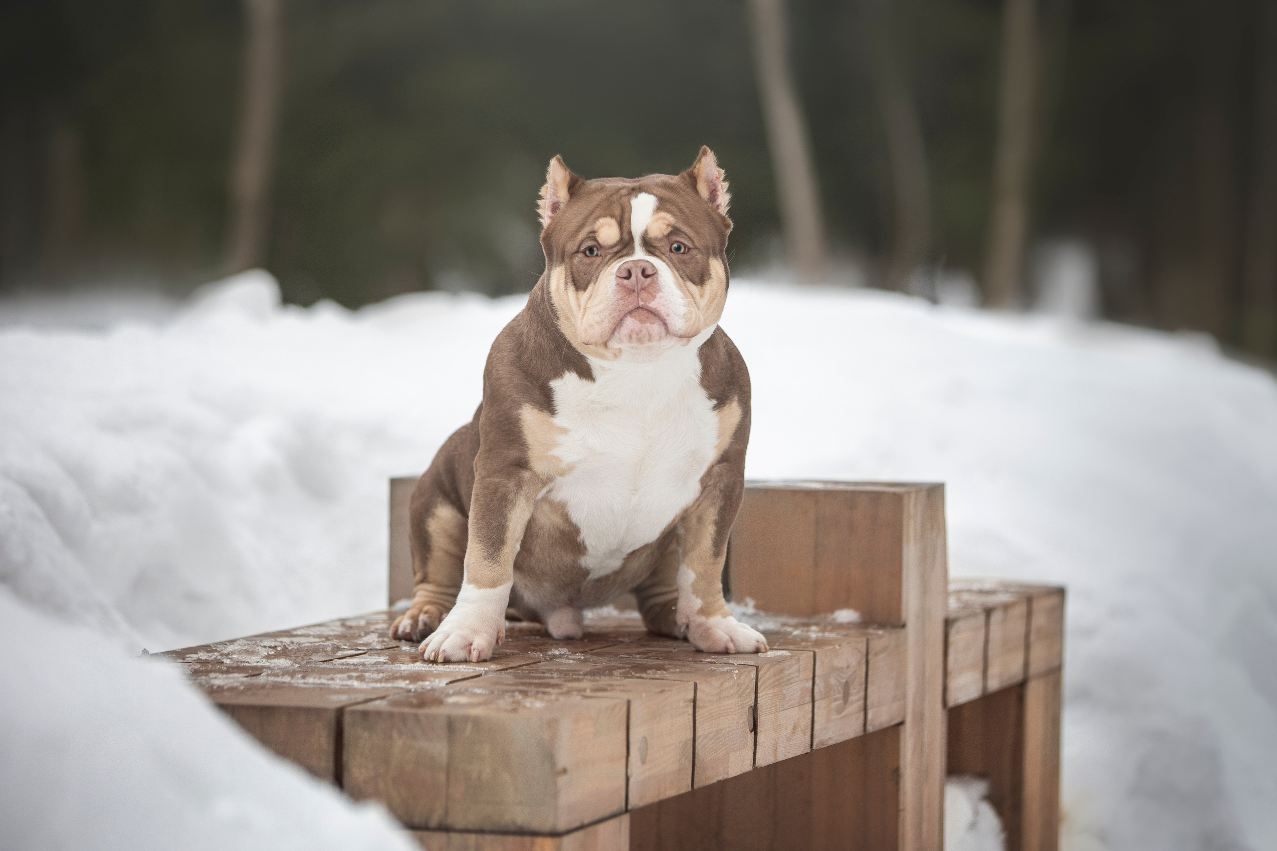Американские булли. Фотограф анималист в Москве Майорова Евгения