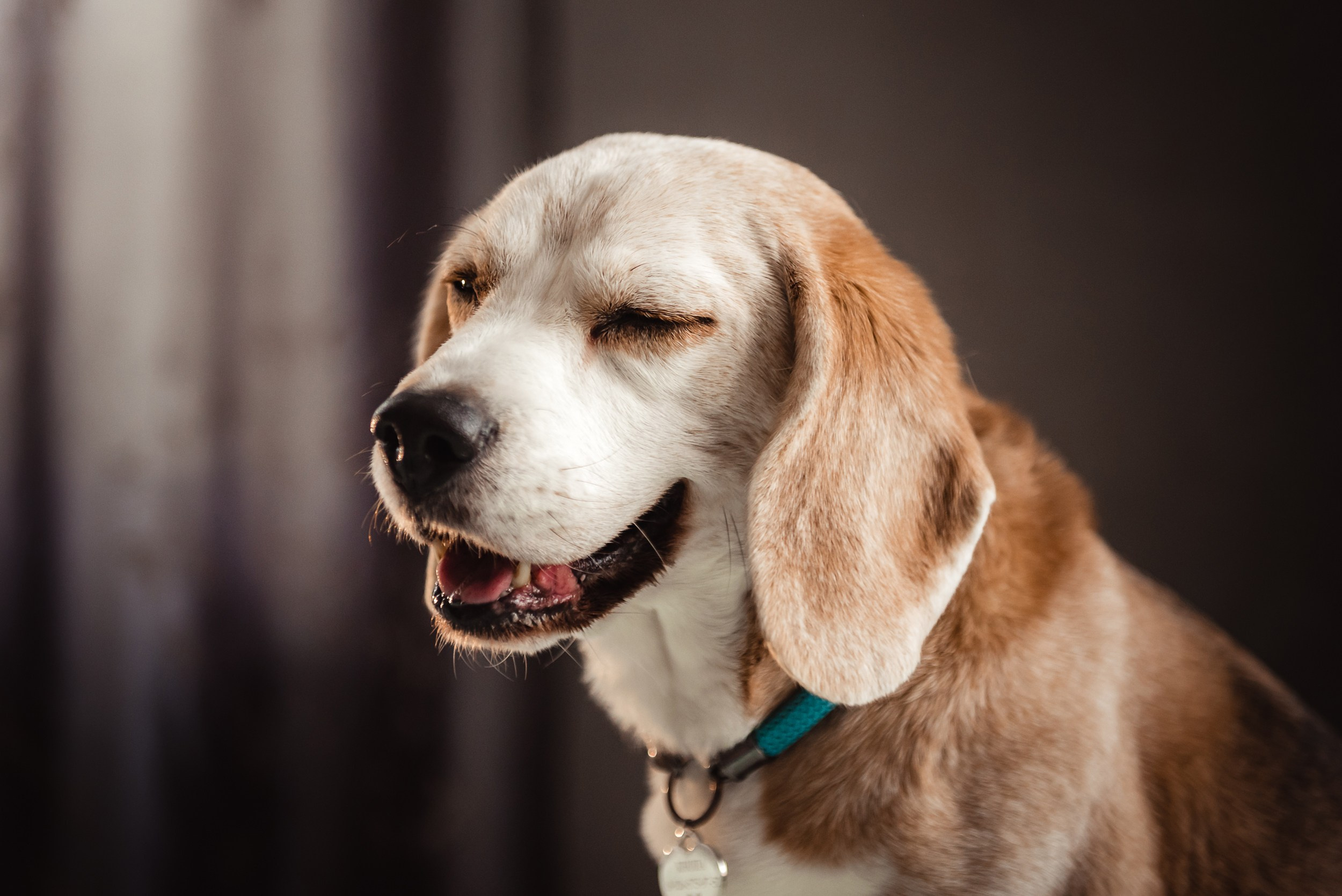 Оля, бигли и семья. Семейный Фотограф в Москве Ирина Хохлова