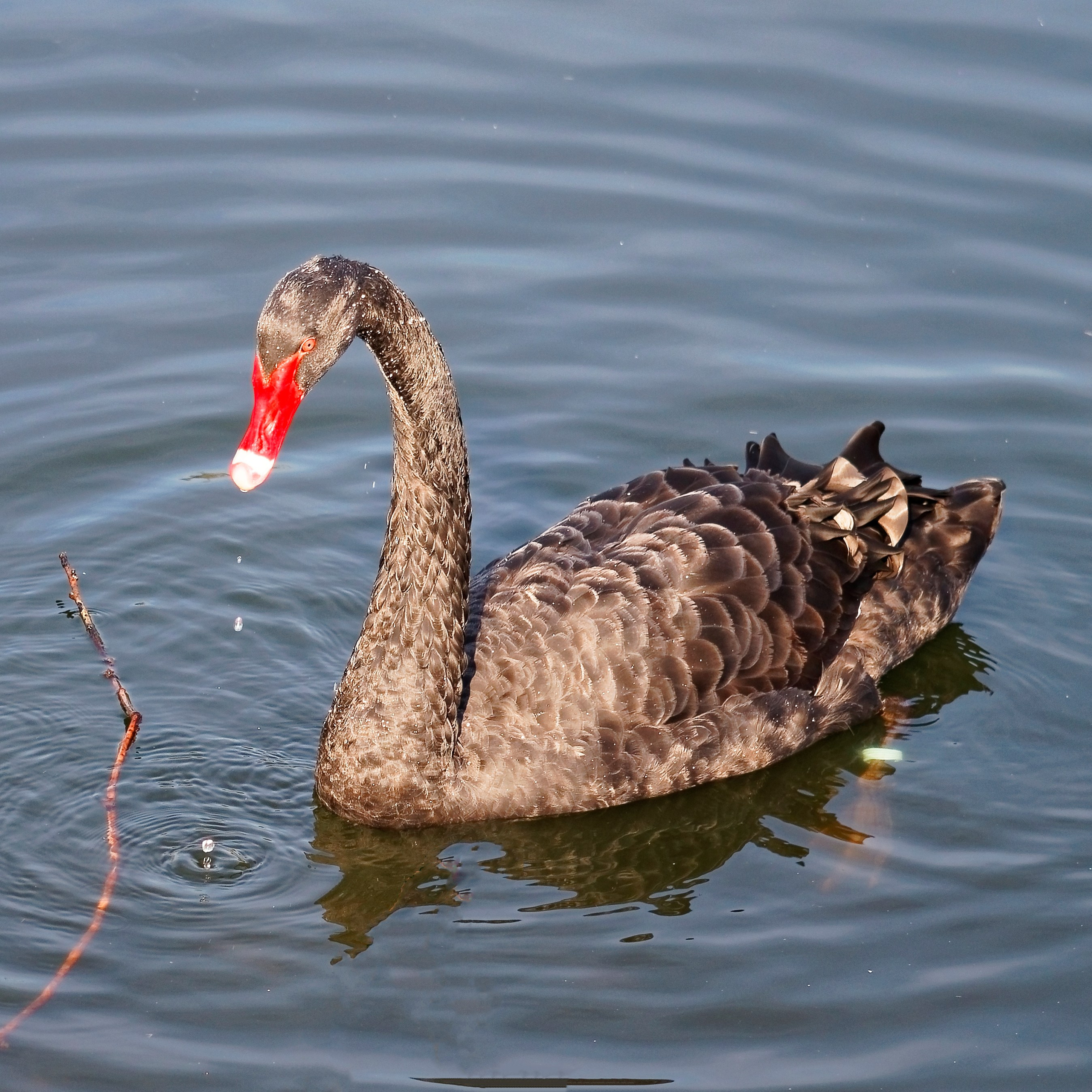 МОСКОВСКИЙ ЗООПАРК. Фотограф Владимир Роля