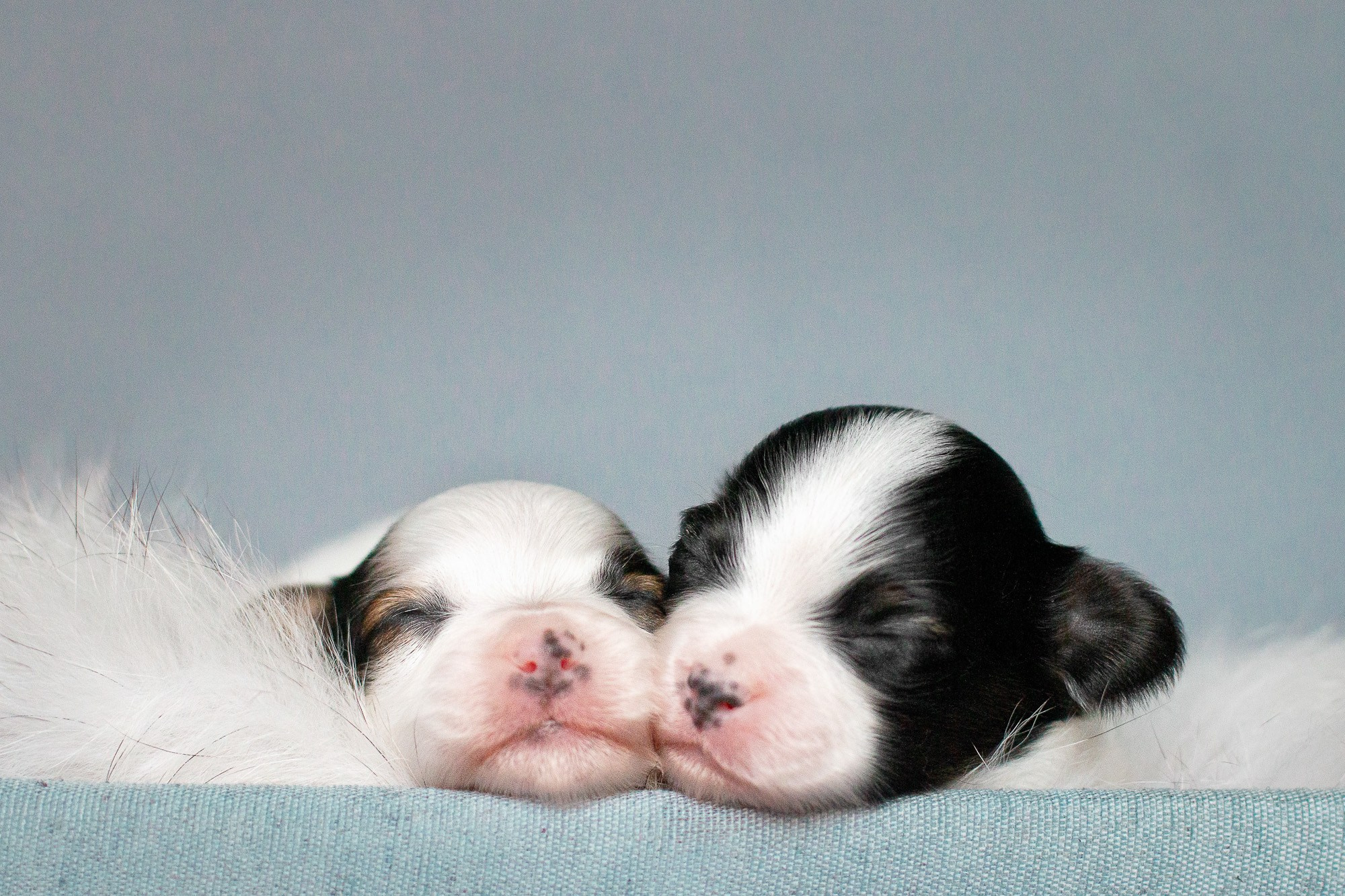 Папийоны (ньюборн). Фотограф анималист, семейный фотограф, фотограф собак Комратова Мария. г. Москва