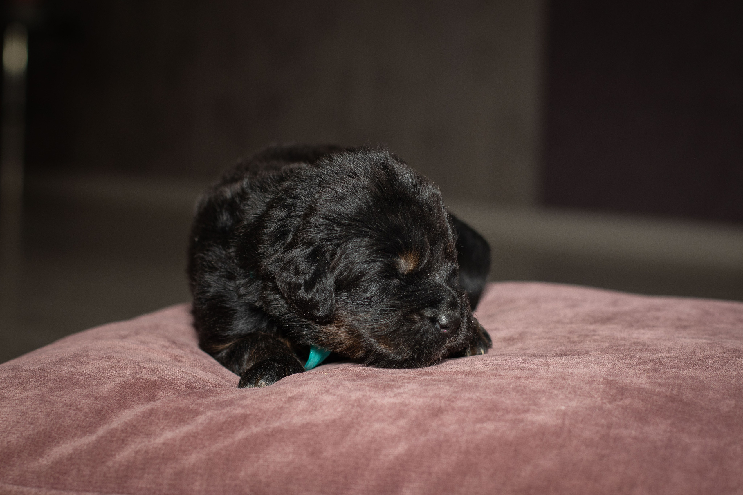 Тибетский мастиф. Юлия Микульская. Рыбинск