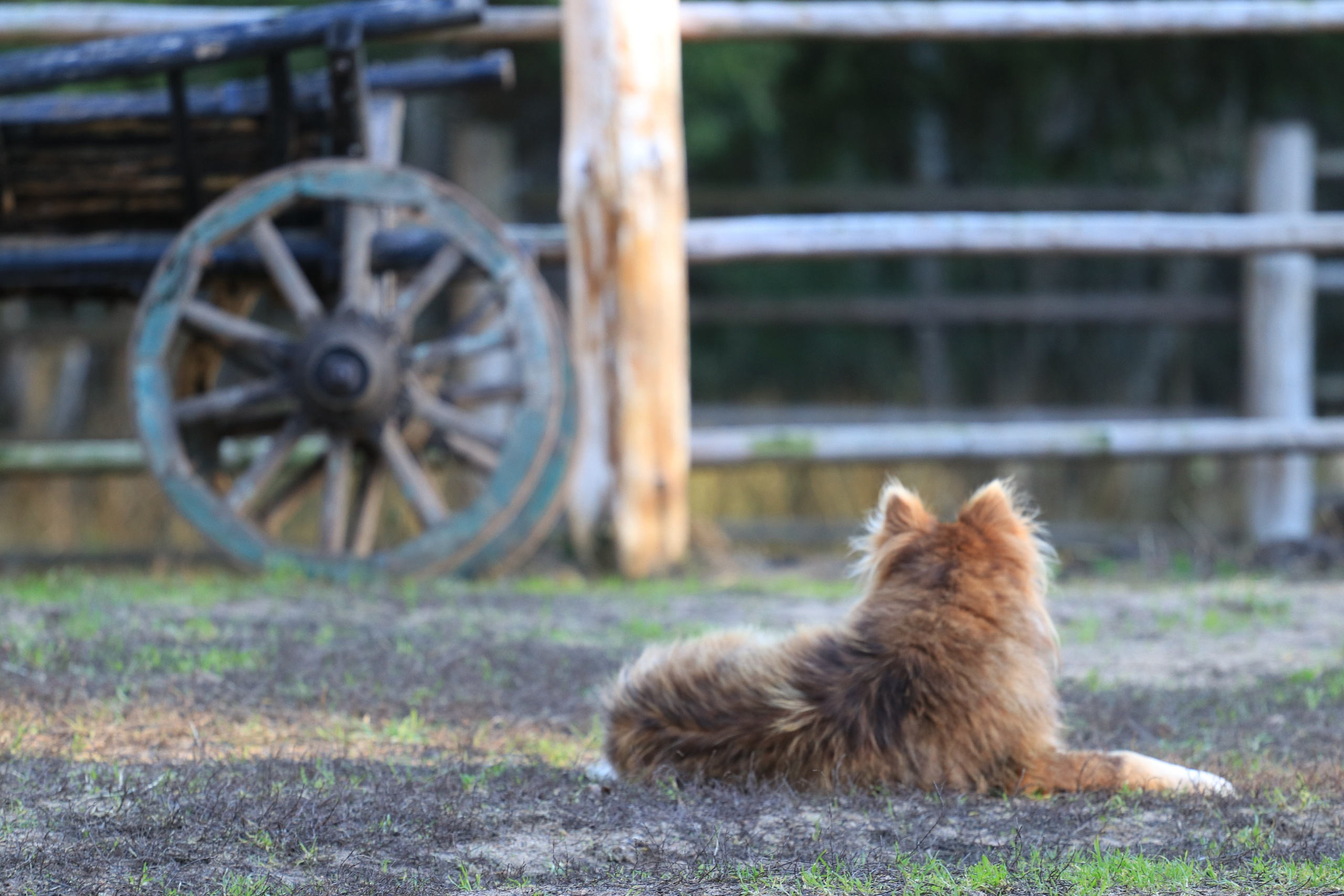 Любимое. Фотограф в Санкт-Петербурге Анна Сосновская