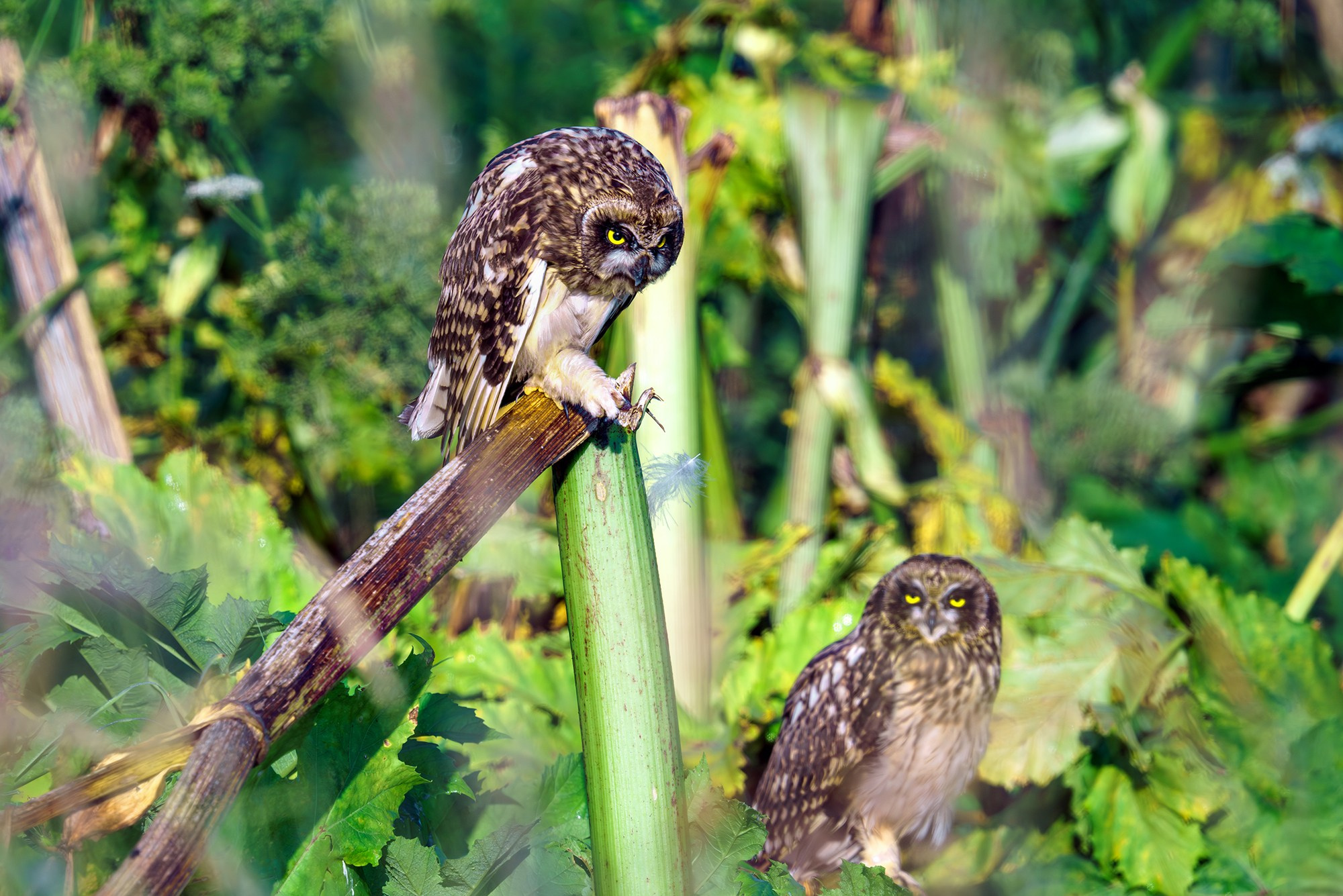 Удивительные мир птиц. Вокруг нас столько прекрасного — присмотритесь!. Ваш личный фотограф Марина Волкова