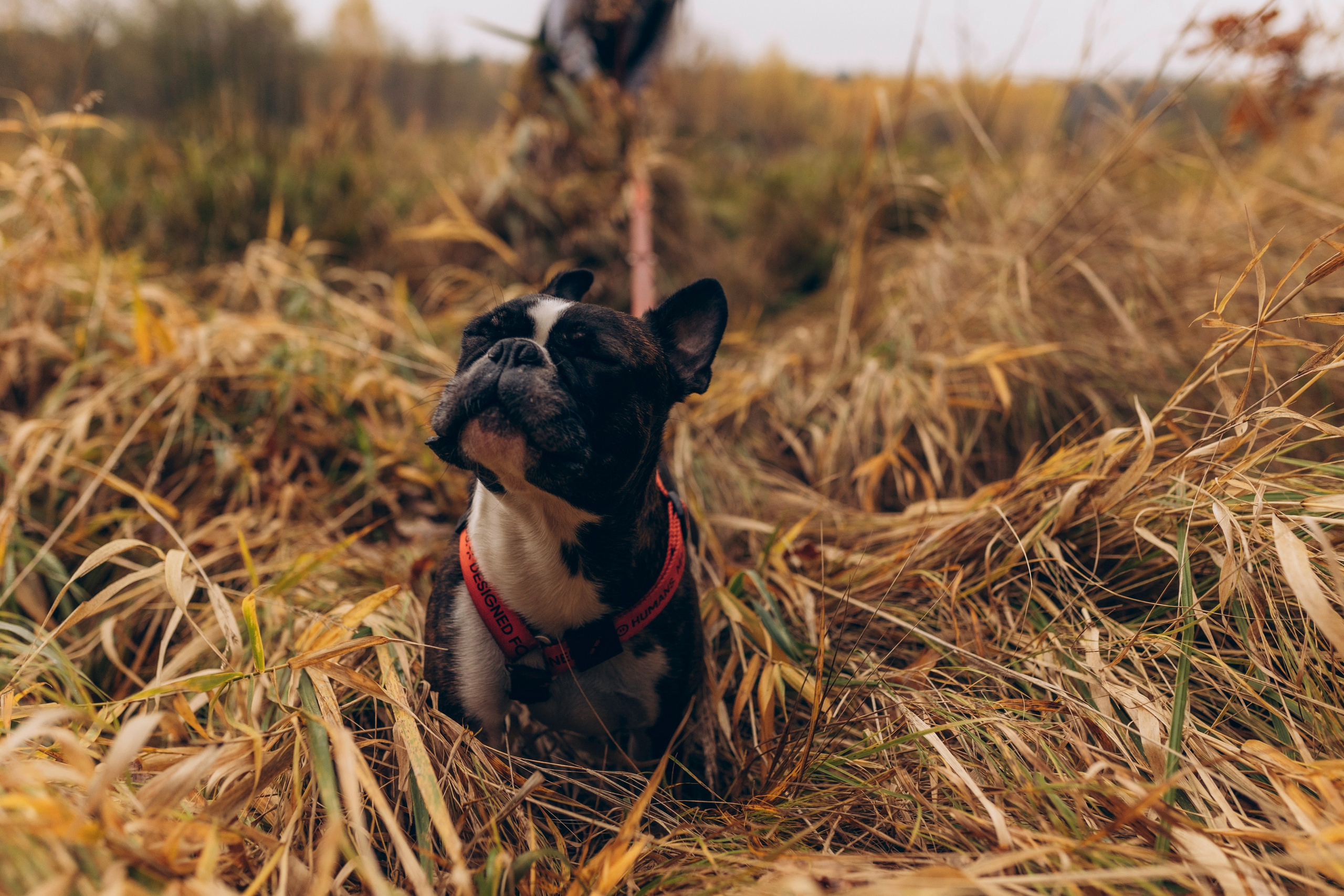 Настя и Харди. Татьяна Афонина | Фотограф
