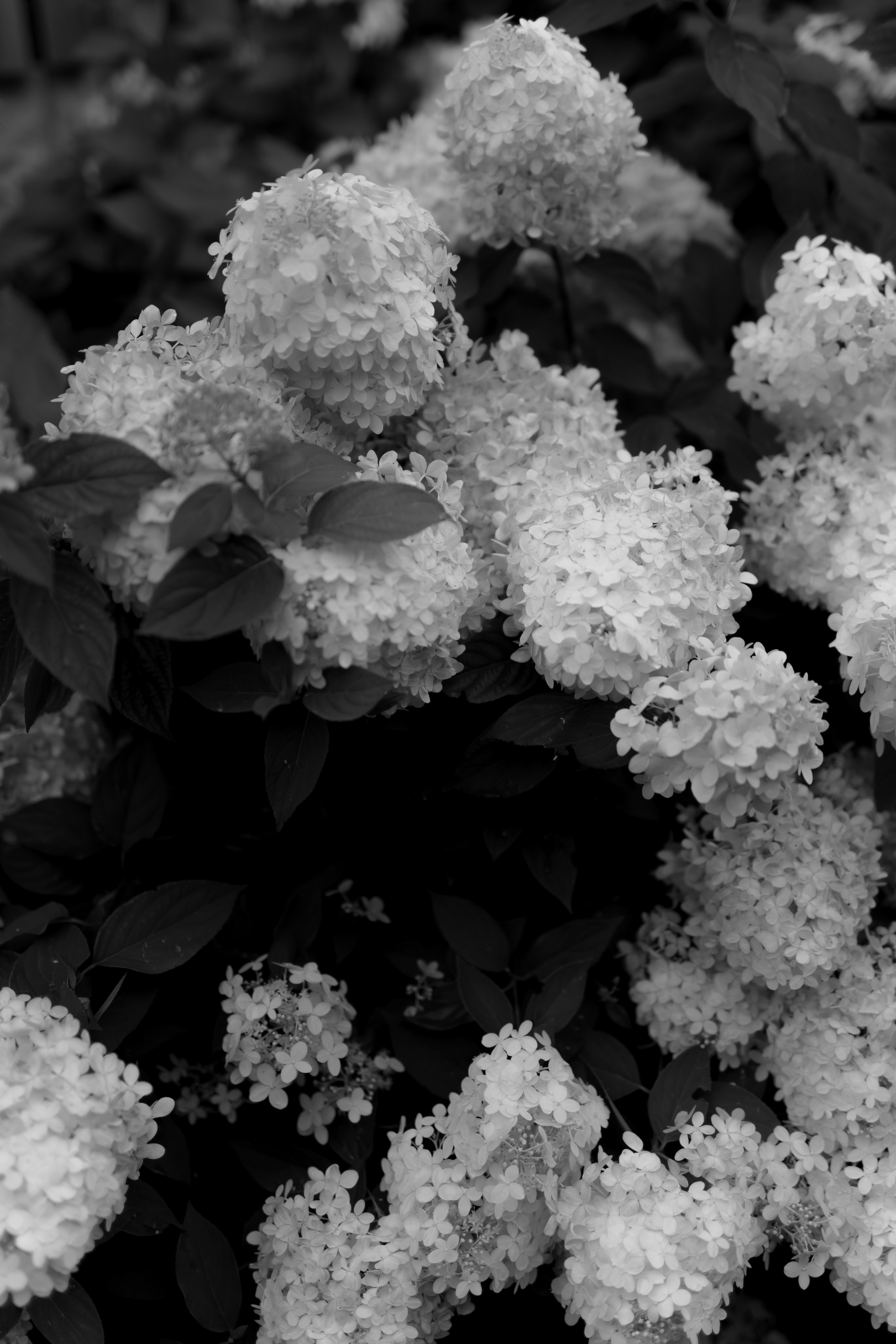 Свадьба Никиты и Алисы. Фотограф Кольчугино/Владимир/Москва Елизавета Иода