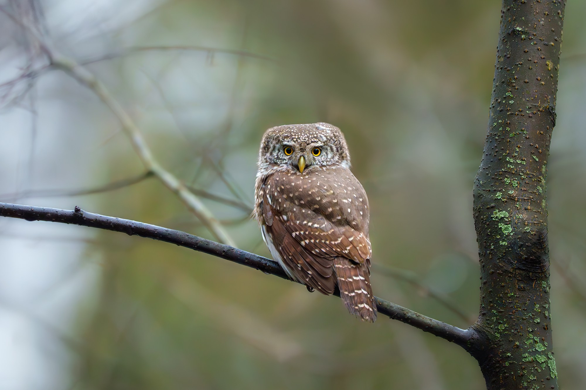 Удивительные мир птиц. Вокруг нас столько прекрасного — присмотритесь!. Ваш личный фотограф Марина Волкова
