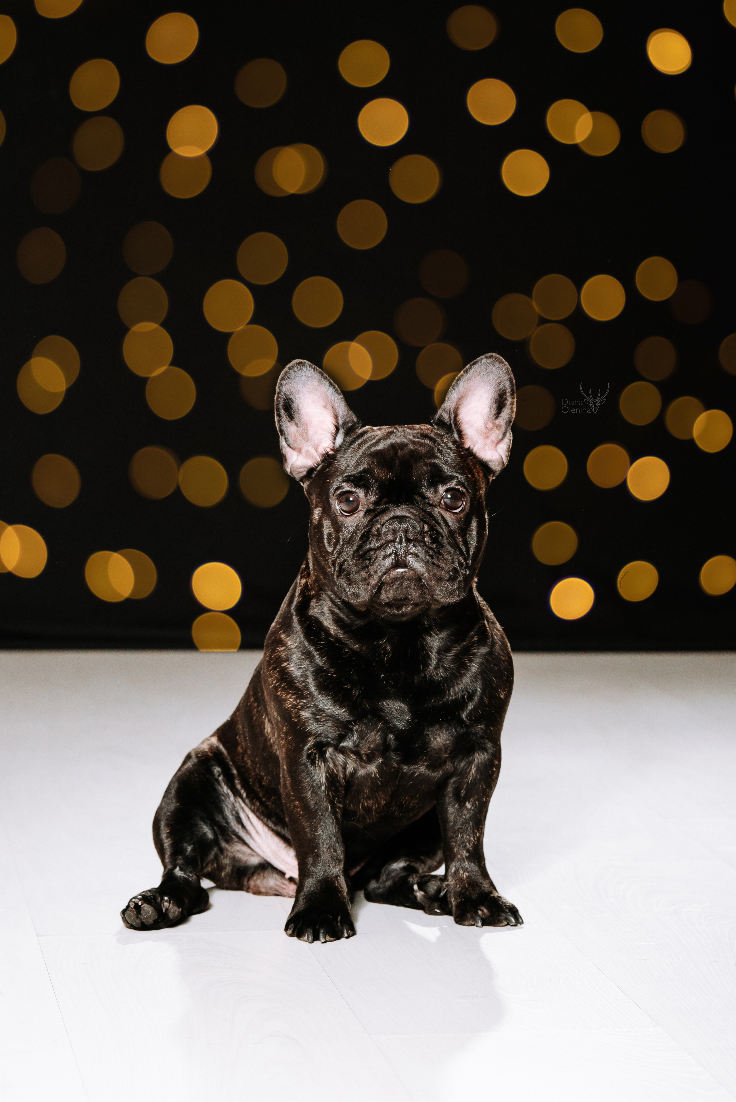Собаки фоны. Фотограф Диана Оленина Красноярск / Братск