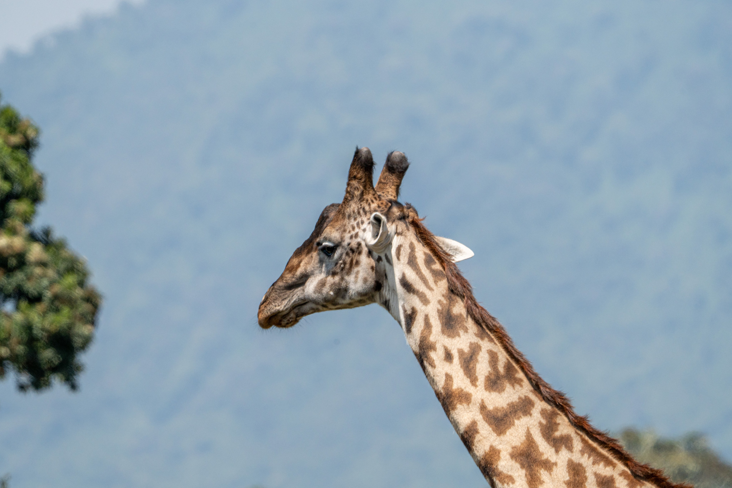 Танзания, сафари, 2025. Творческие сьемки