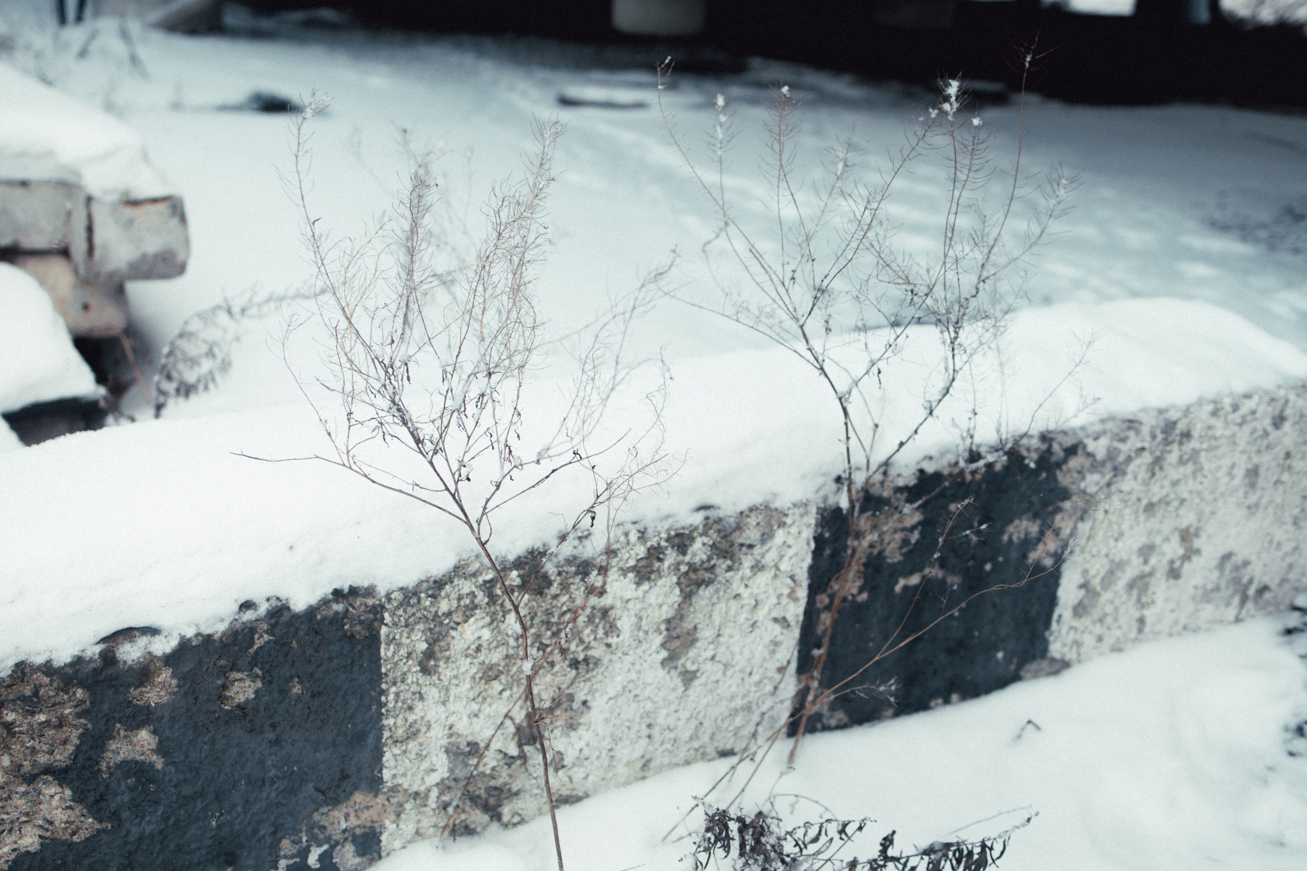 Маршрут ветеранов — электросила. Анна Мильч