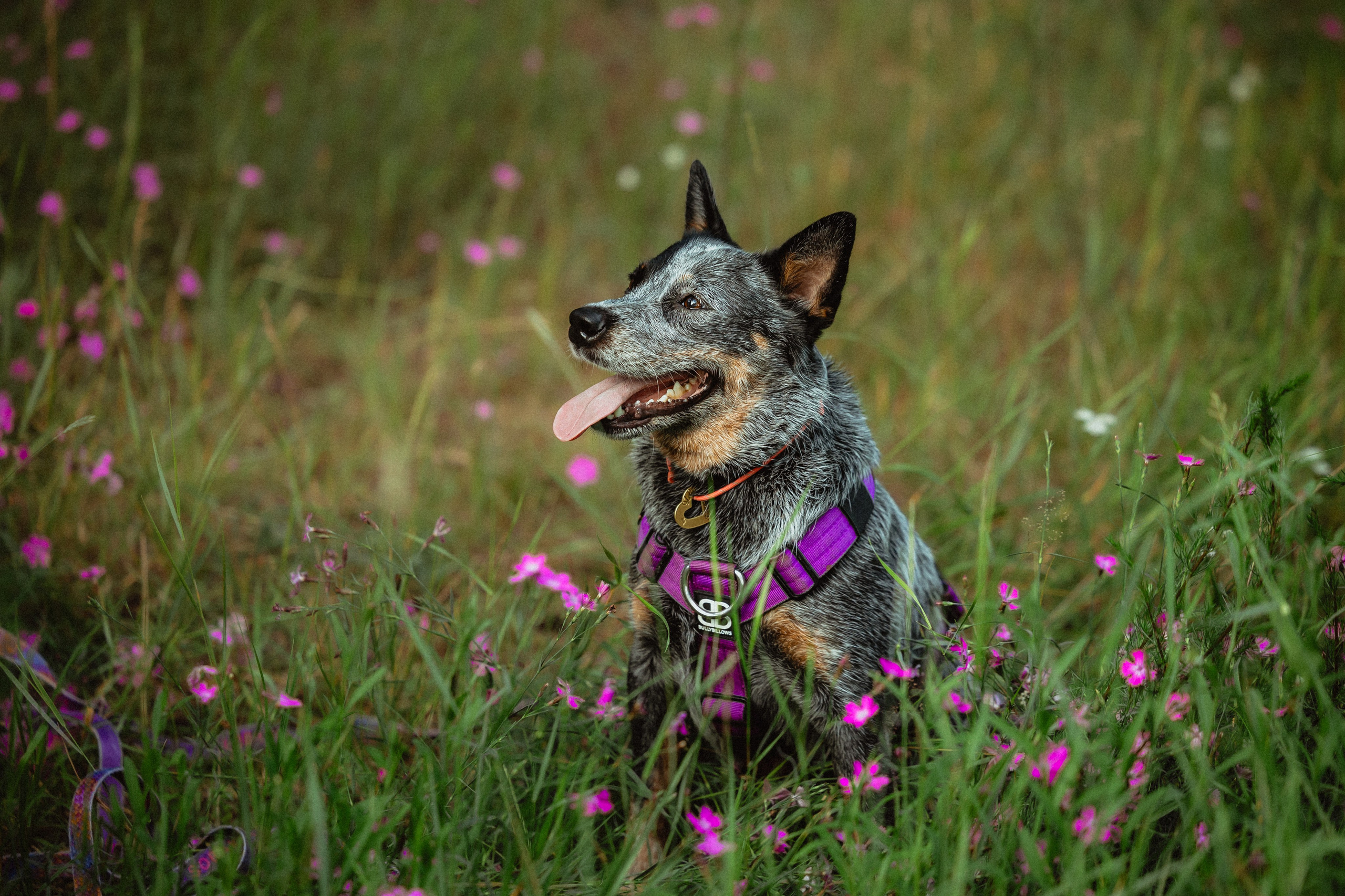 Выездной дог-тренинг от школы «Шерсть имею»