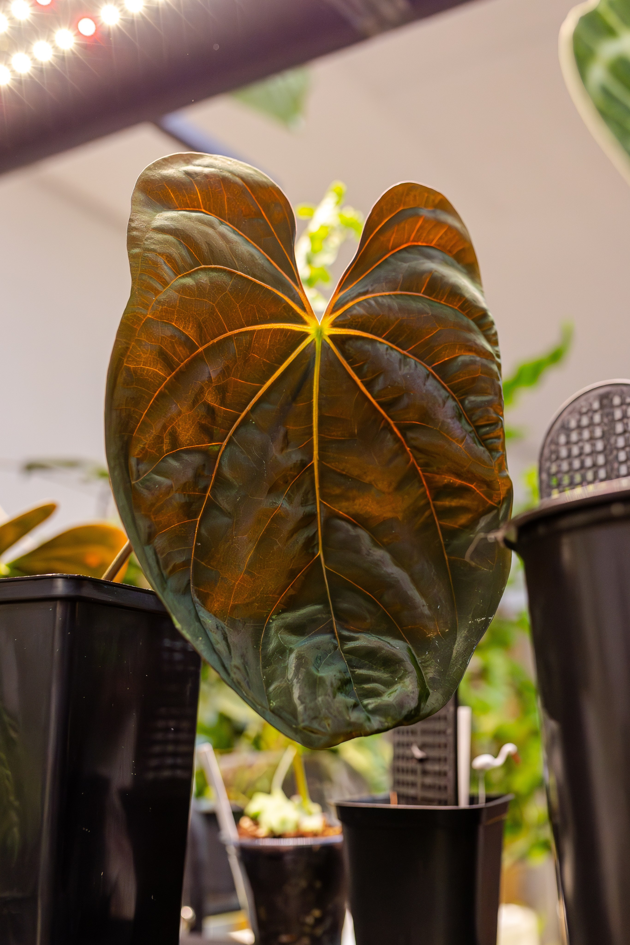 Монстериум апрель 2026. Александра Куликова фотограф, Москва