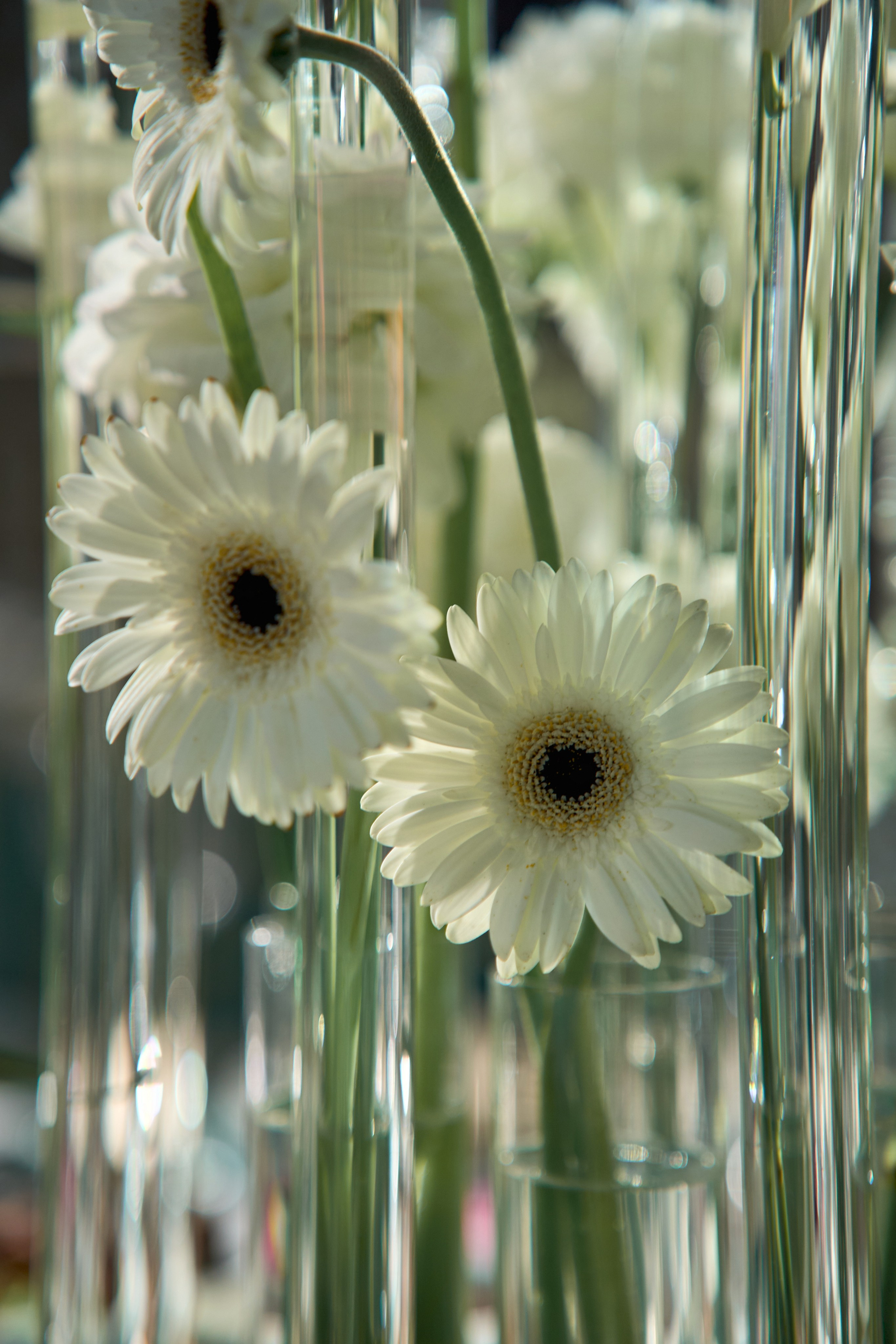 Красивое сватовство со звездами в Сид Холе в Пятигорске! ТВИНС СТУДИО. ТВИНС СТУДИО — лучшие свадебные фотографы и видеографы в Краснодаре