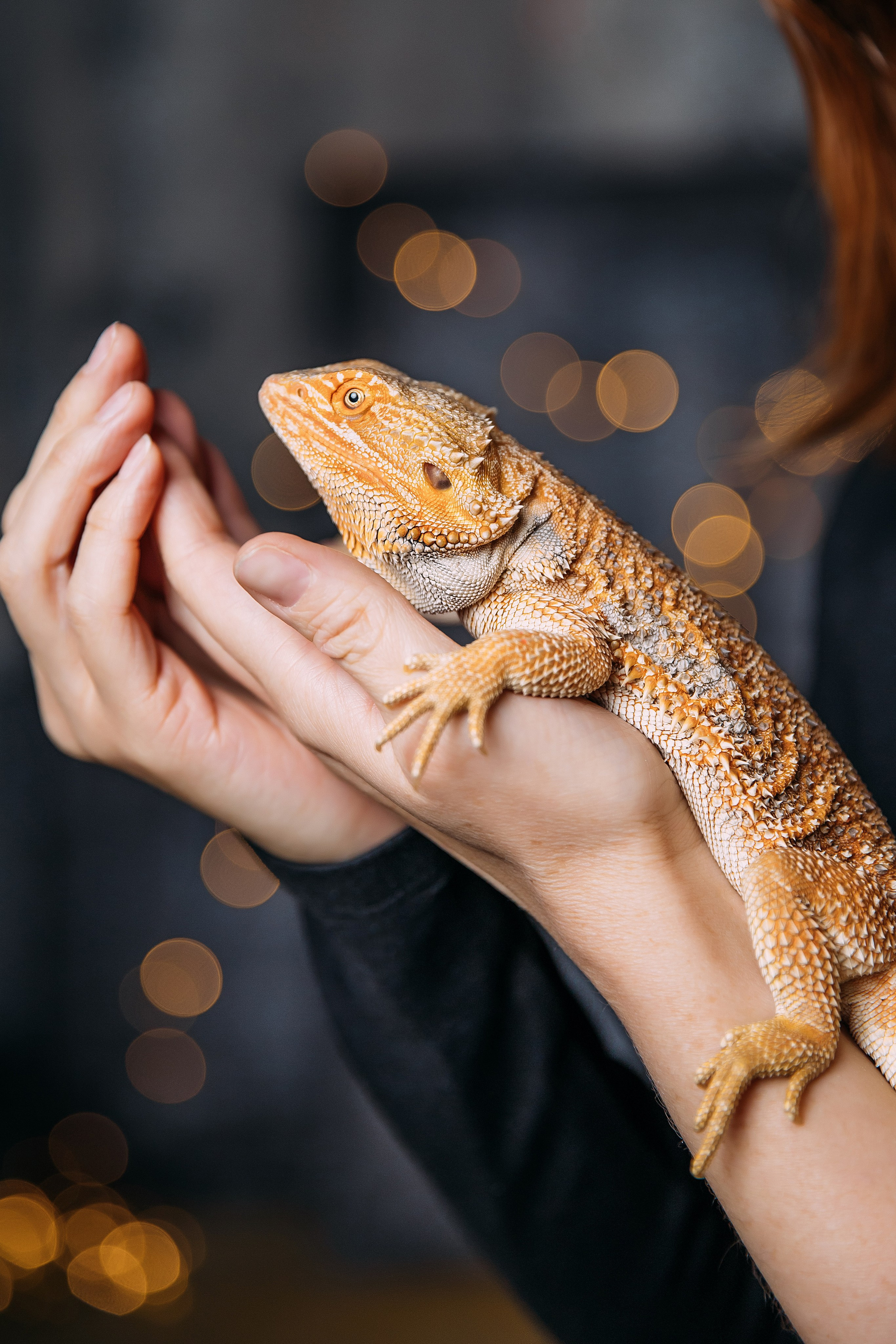 Год Дракона. Детский и семейный фотограф в Красноярске Юлия Бирюкова