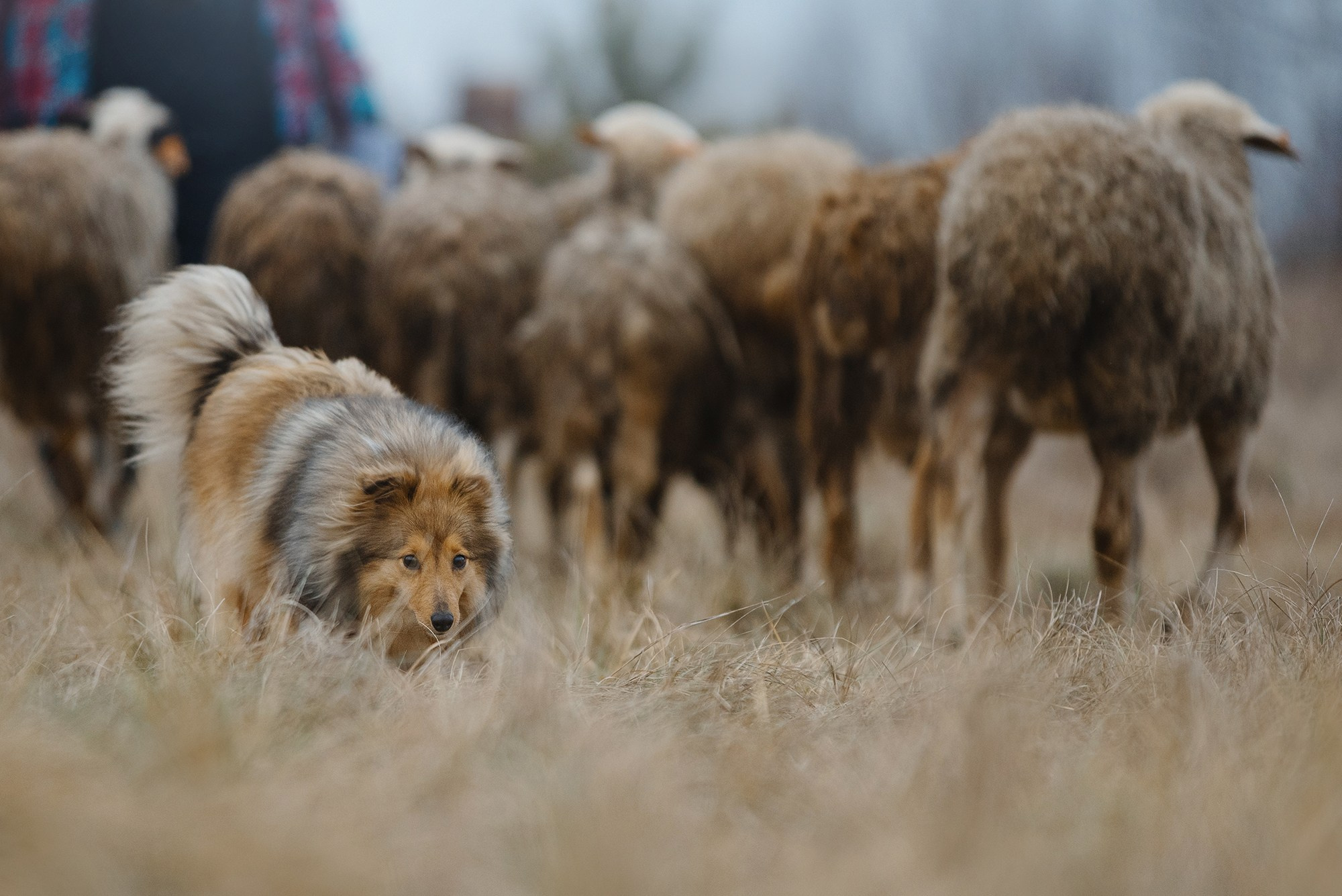 Пастьба. Фотограф Анна Тюрина