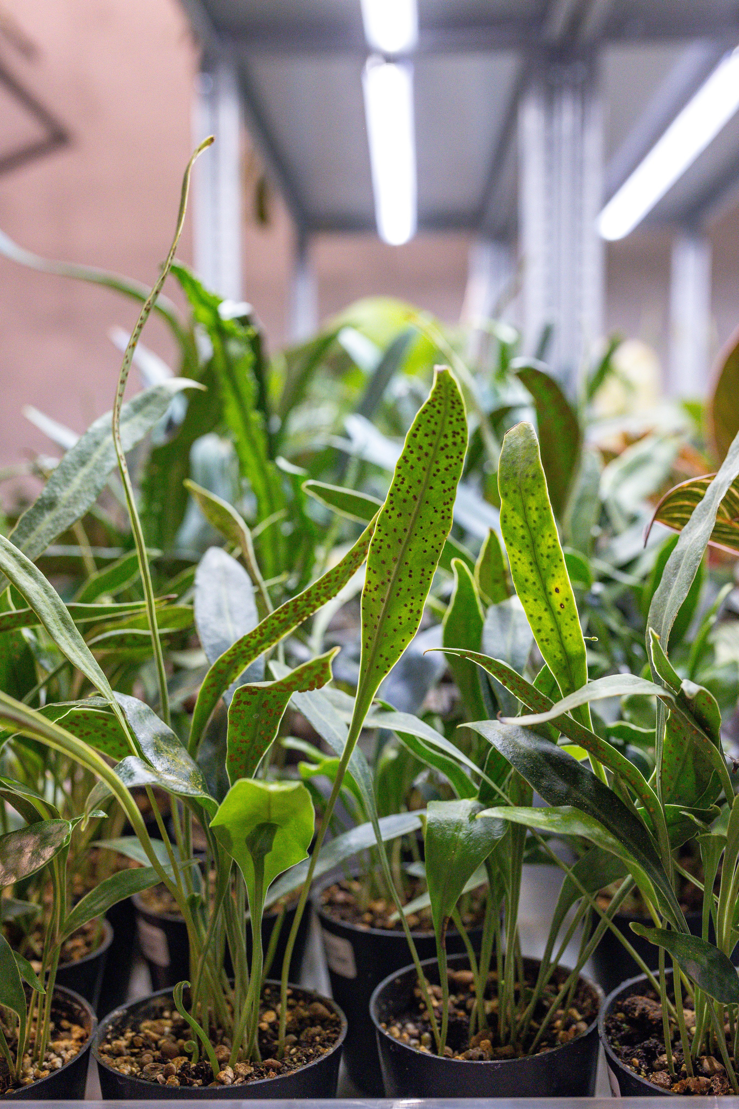 Green rare июнь 2025. Александра Куликова фотограф, Москва