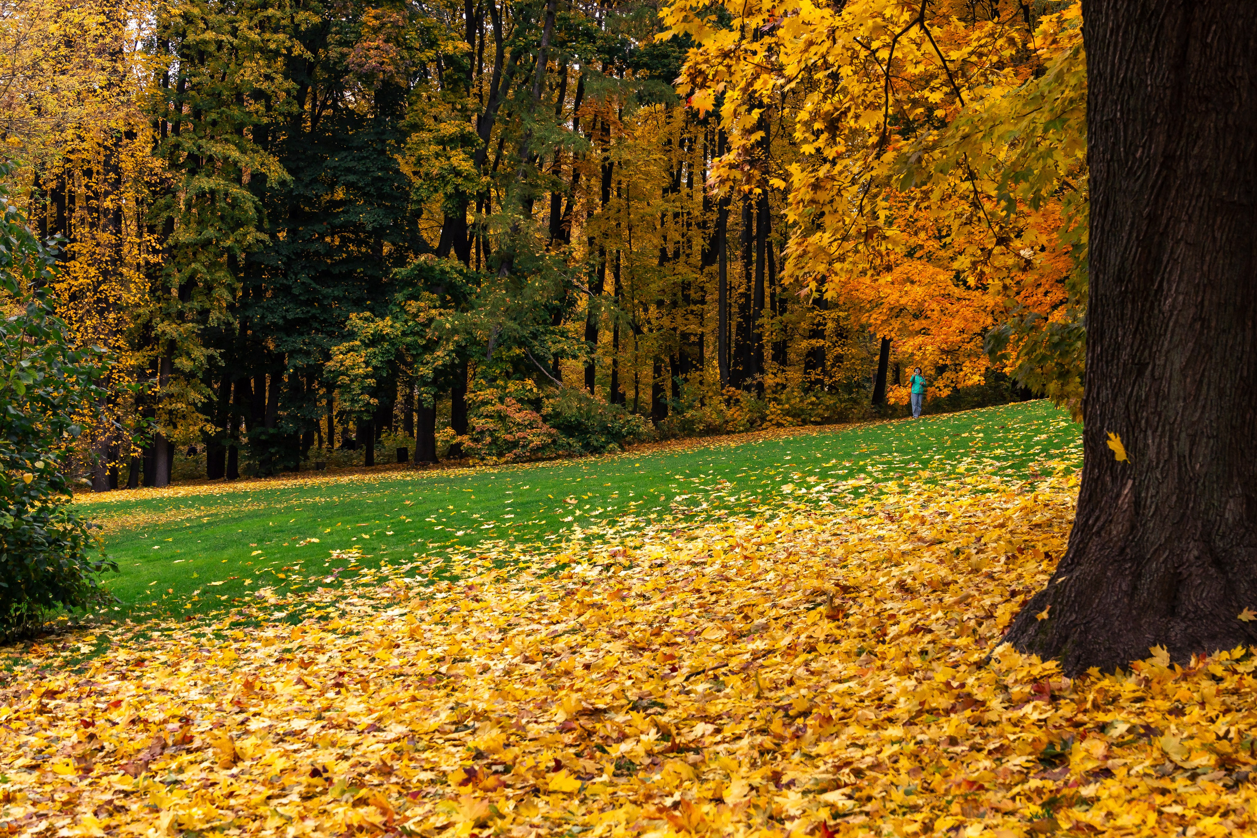 20251011 Нескучный сад. Дмитрий Ремизов. Фотография, как хобби