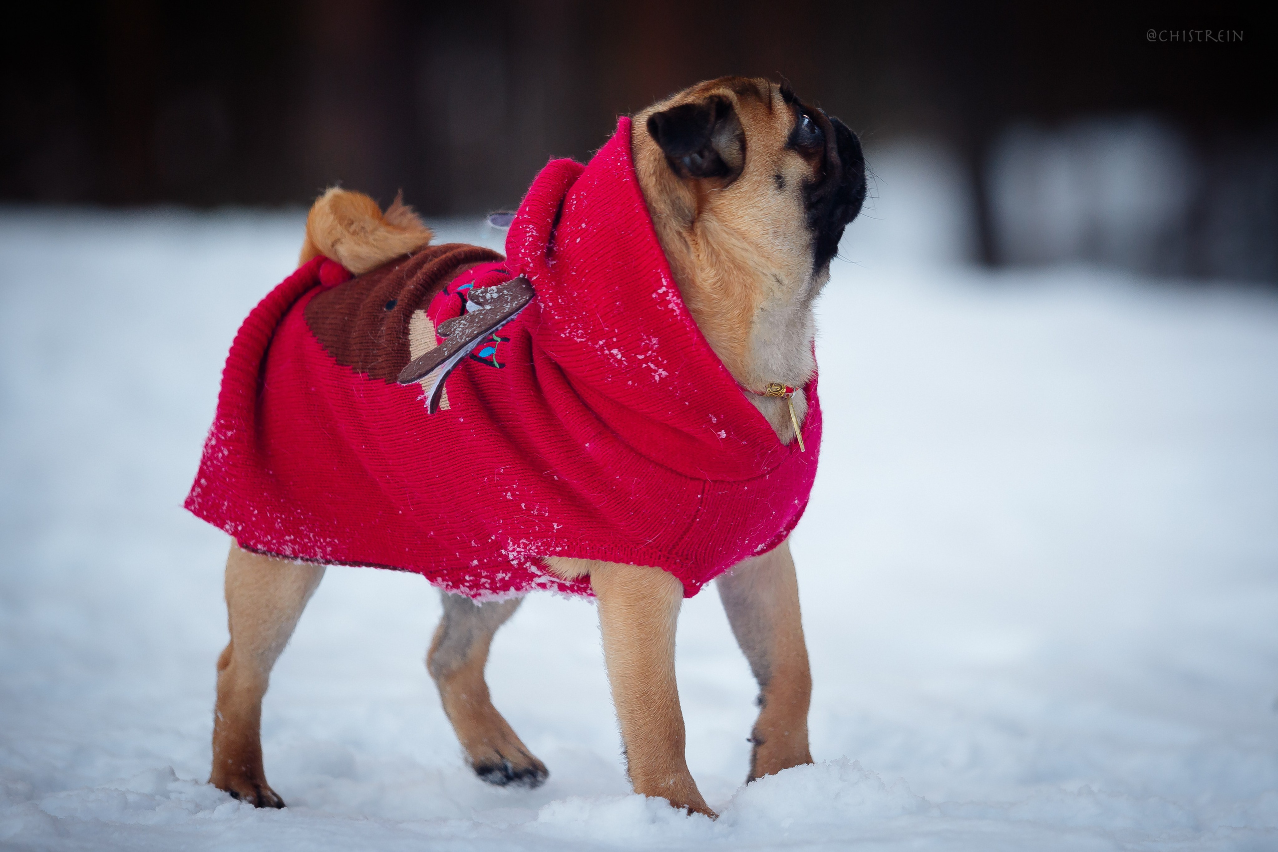 Новогоднее настроение. Роза. Фотограф-анималист Наталия Чистюхина в г. Сосновый Бор и ЛО