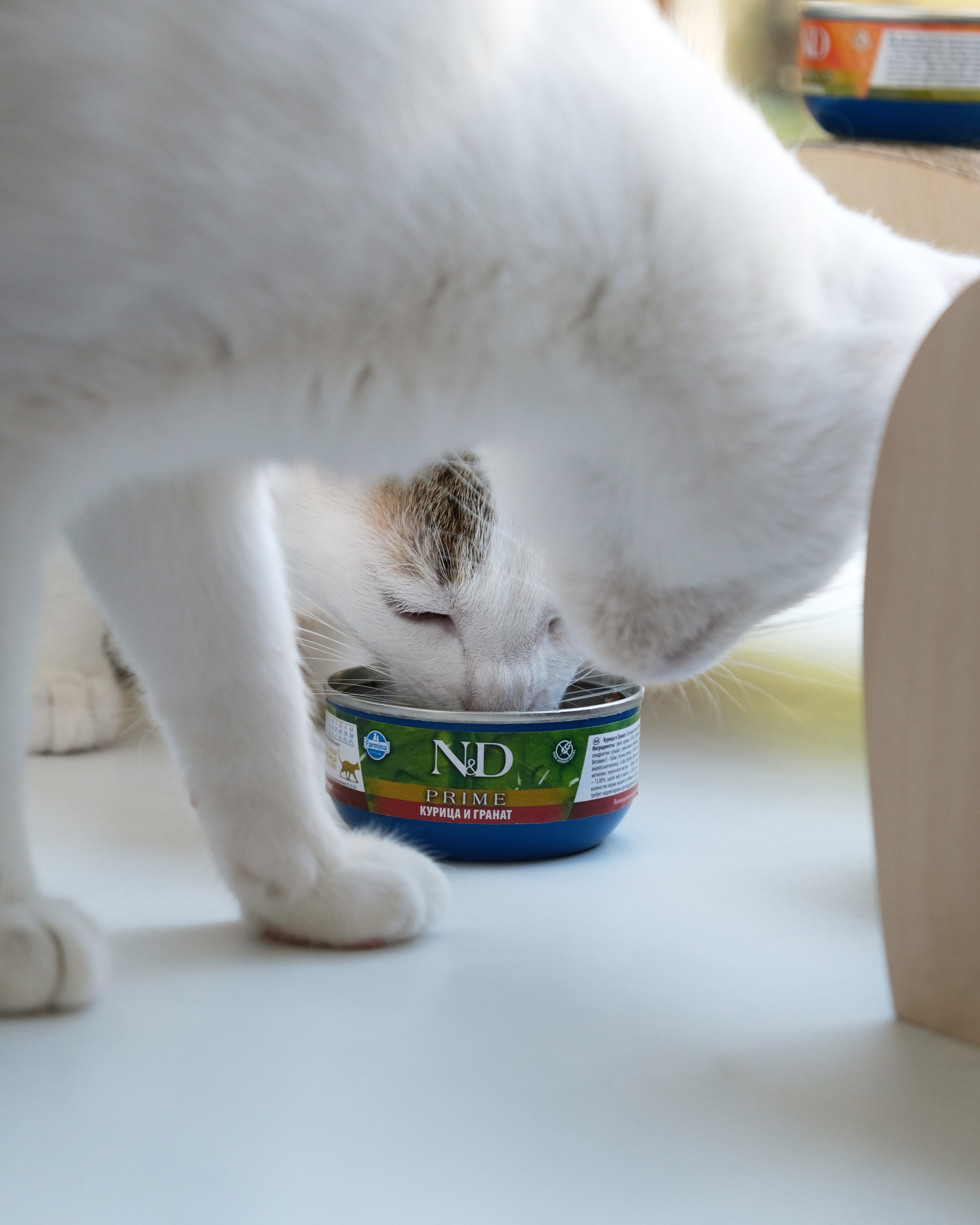 Farmina Pet Fods. Anna Prokhorova Photography