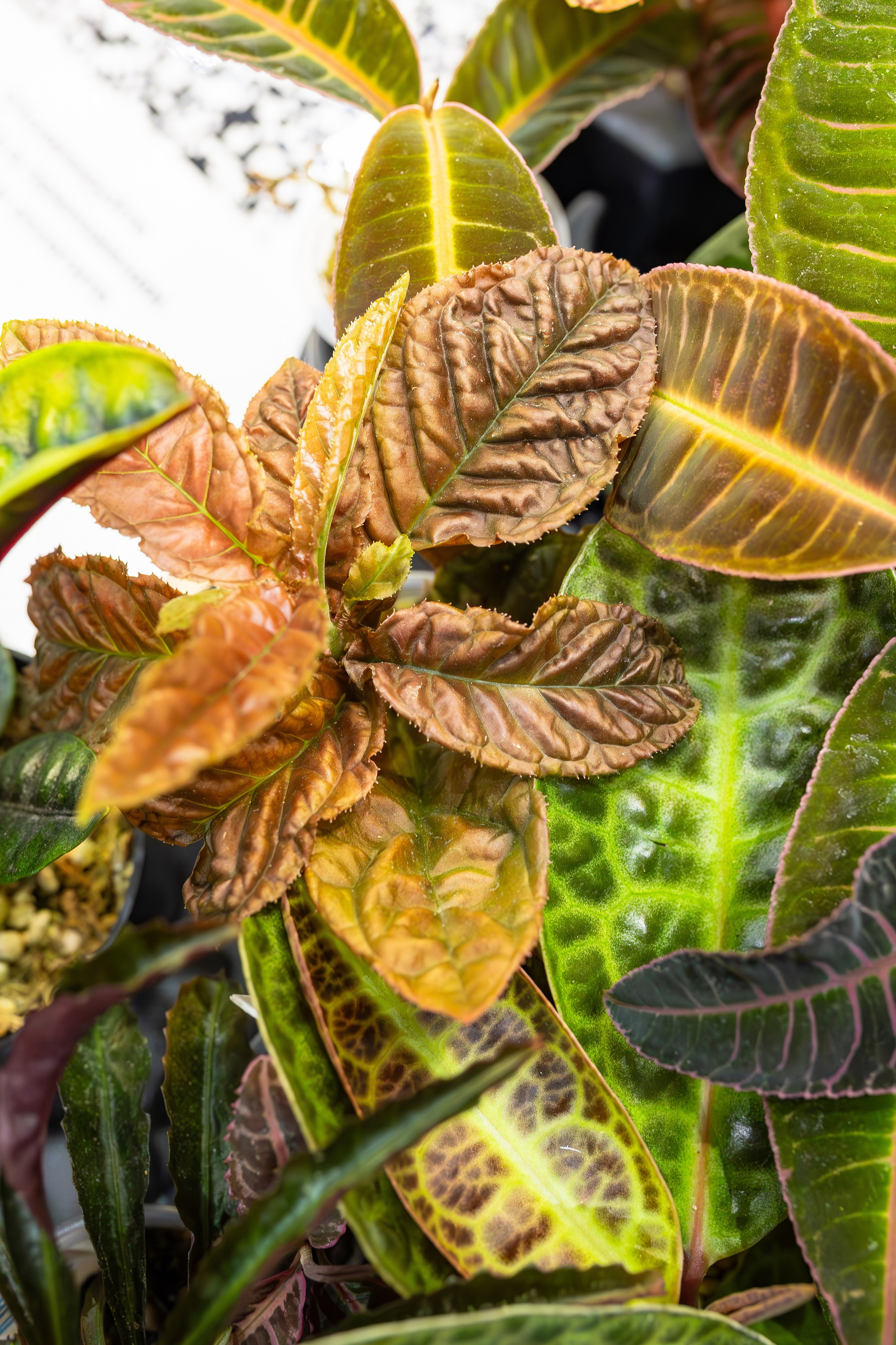 Орхидиум сентябрь 2025. Александра Куликова фотограф, Москва