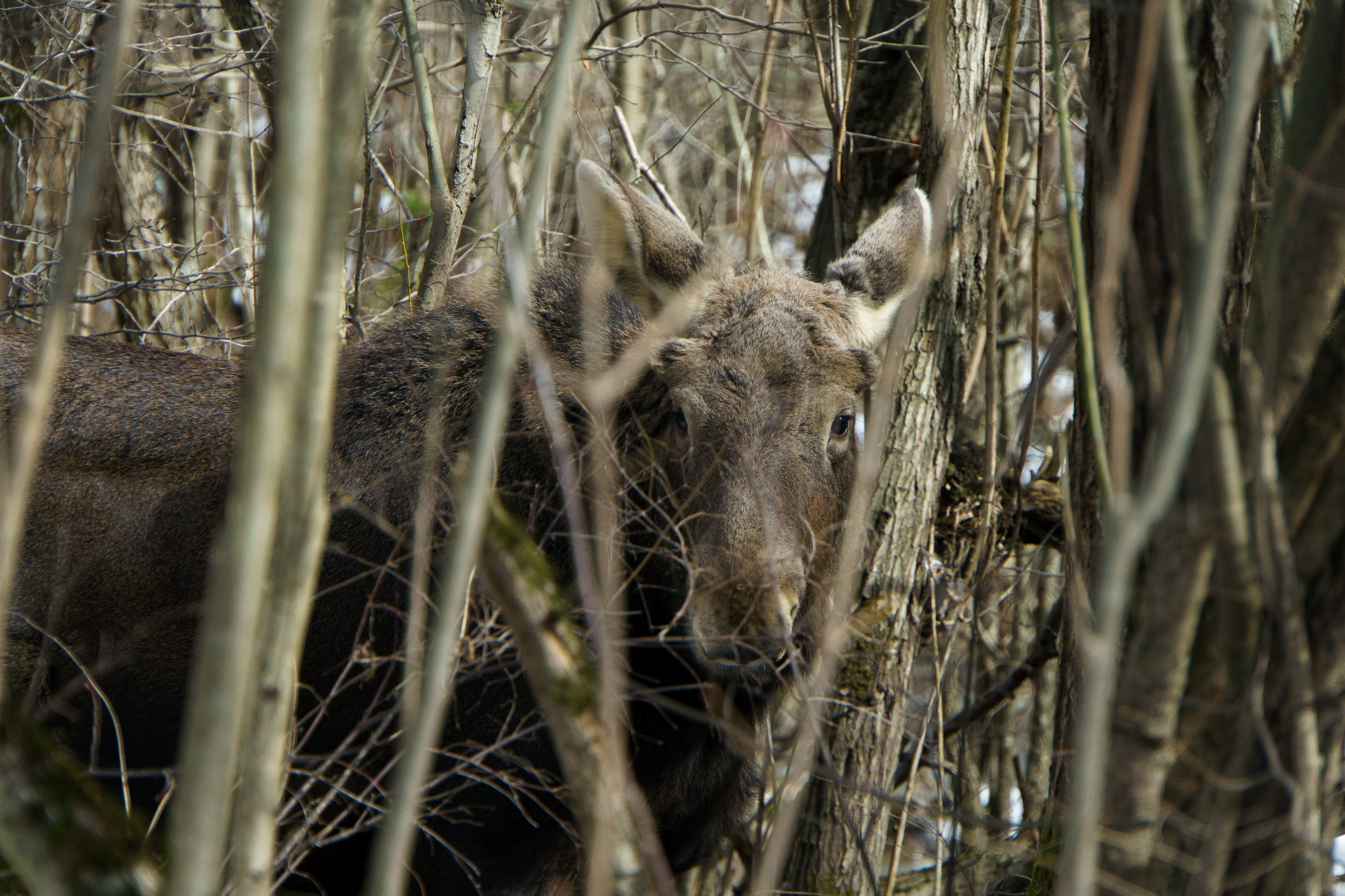 Животные. Ваш личный фотограф Марина Волкова