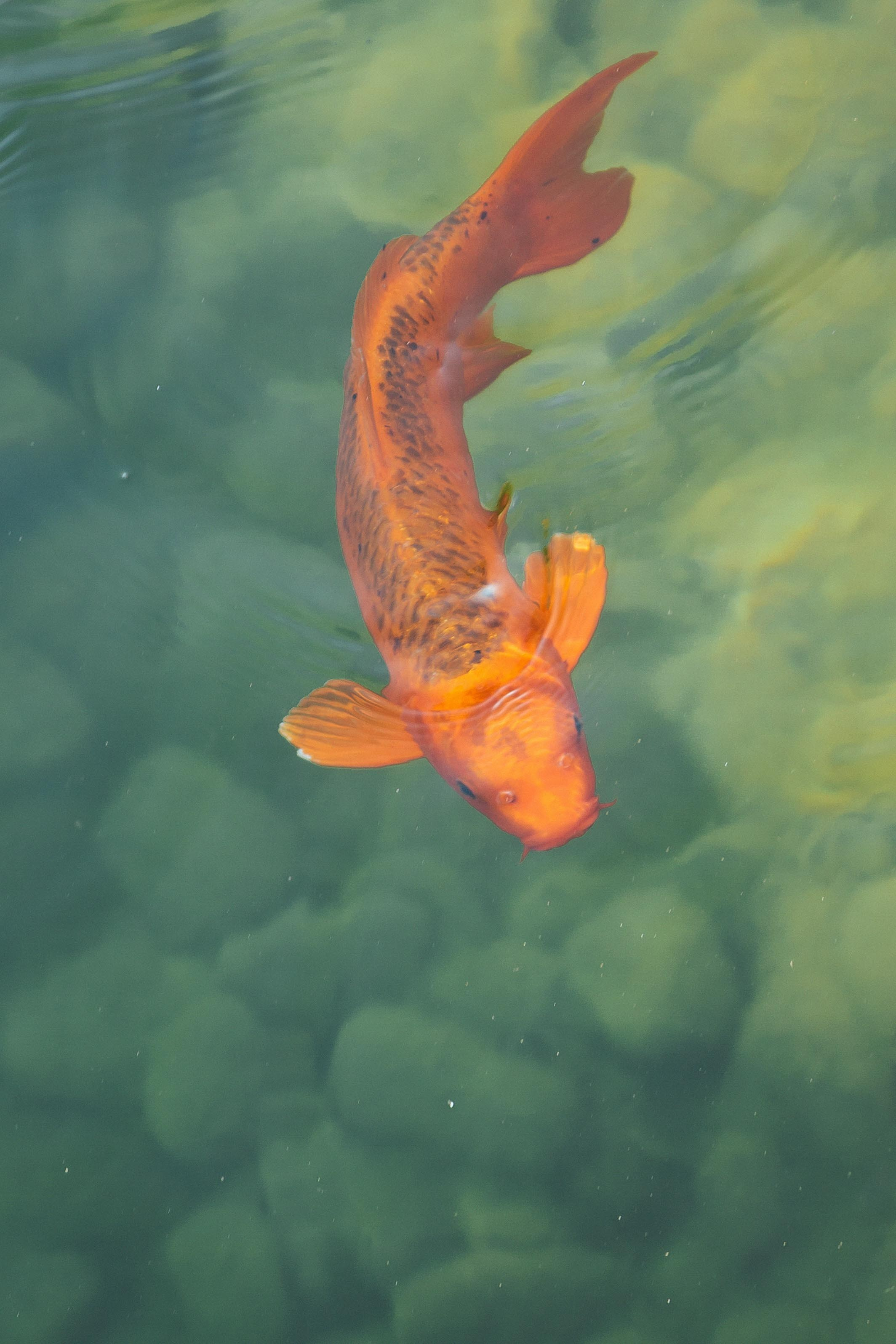 Прогулка в отеле. Семен Соколов