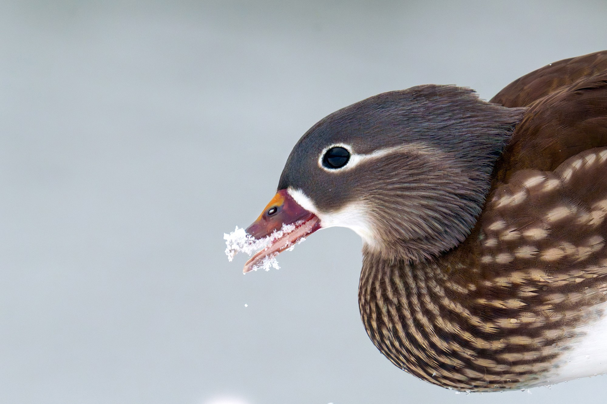 Удивительные мир птиц. Вокруг нас столько прекрасного — присмотритесь!. Ваш личный фотограф Марина Волкова