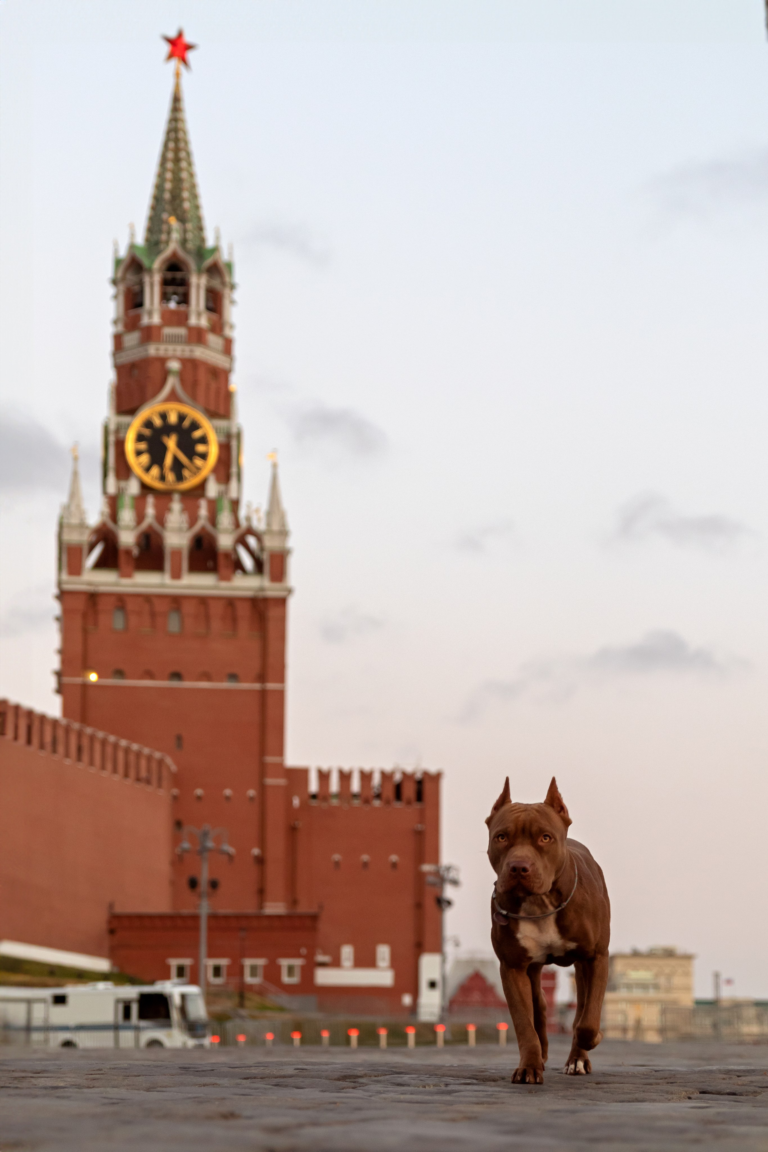 Прайтер Ума. Фотограф анималист и семейный фотограф в Москве Наталья Носова