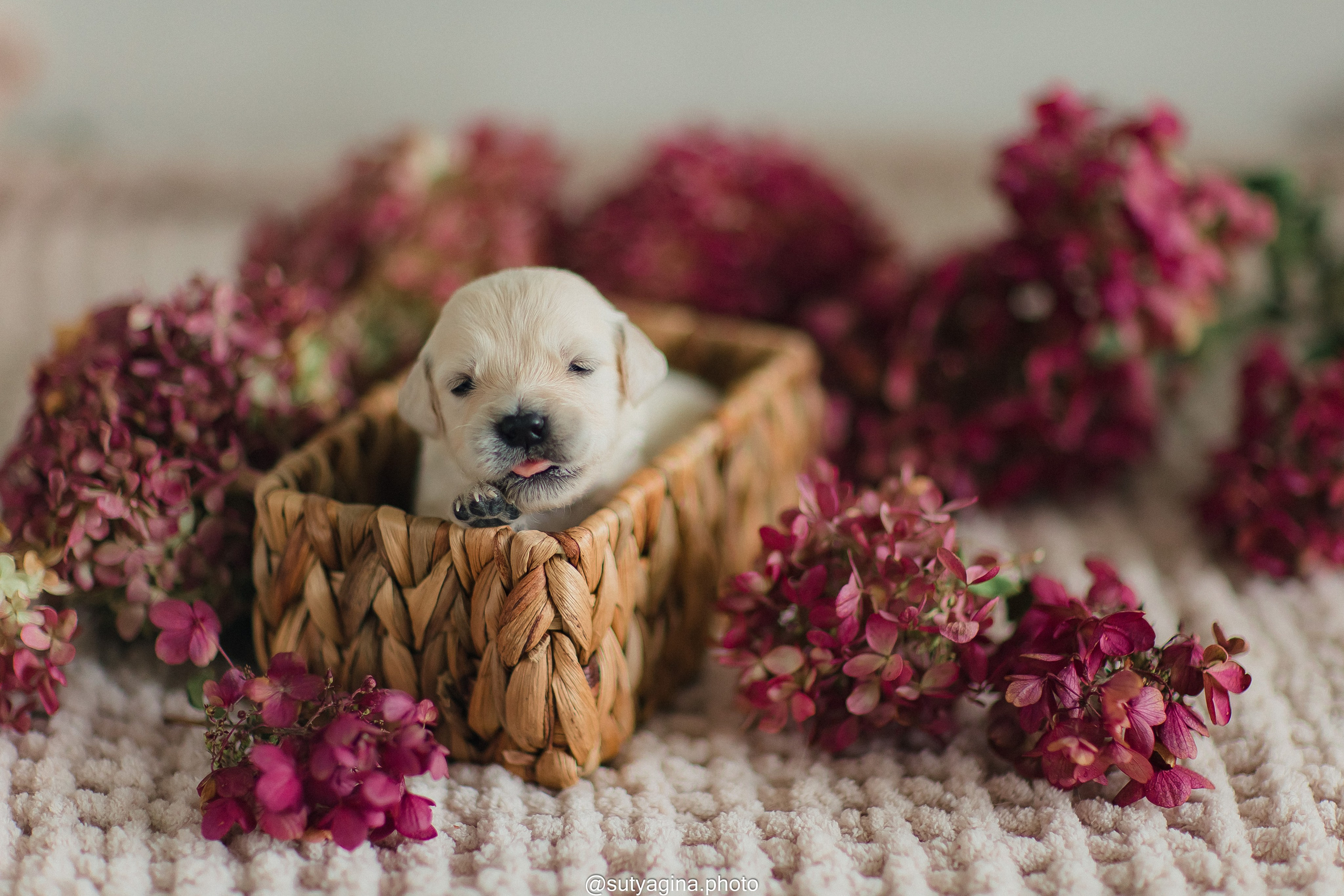 Белая лента. Свадебный и женский фотограф