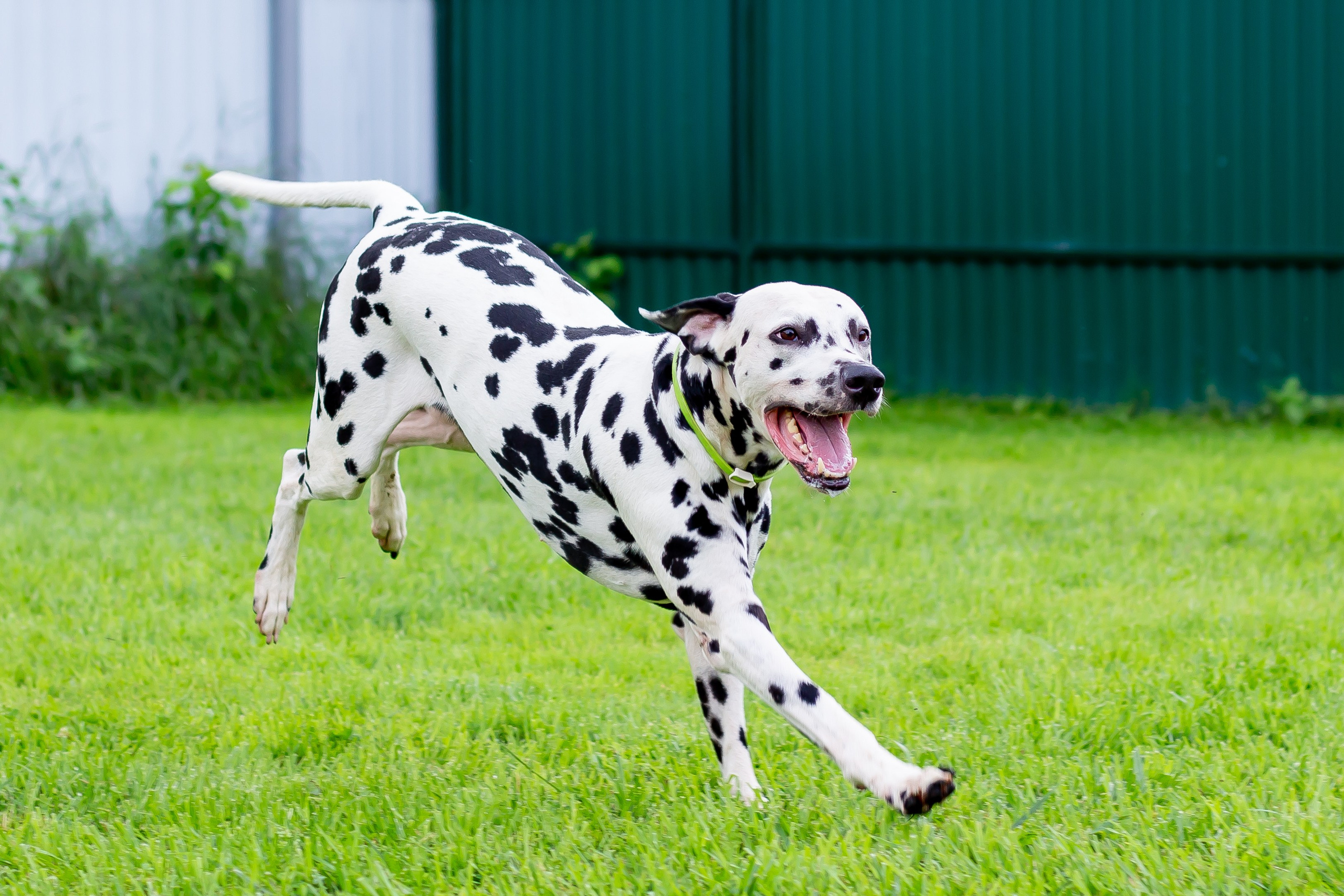 Собачья жизнь — Зоогостиница «Счастливые мечтатели». Фотограф • Орехово-Зуево • Балашиха • TEFO