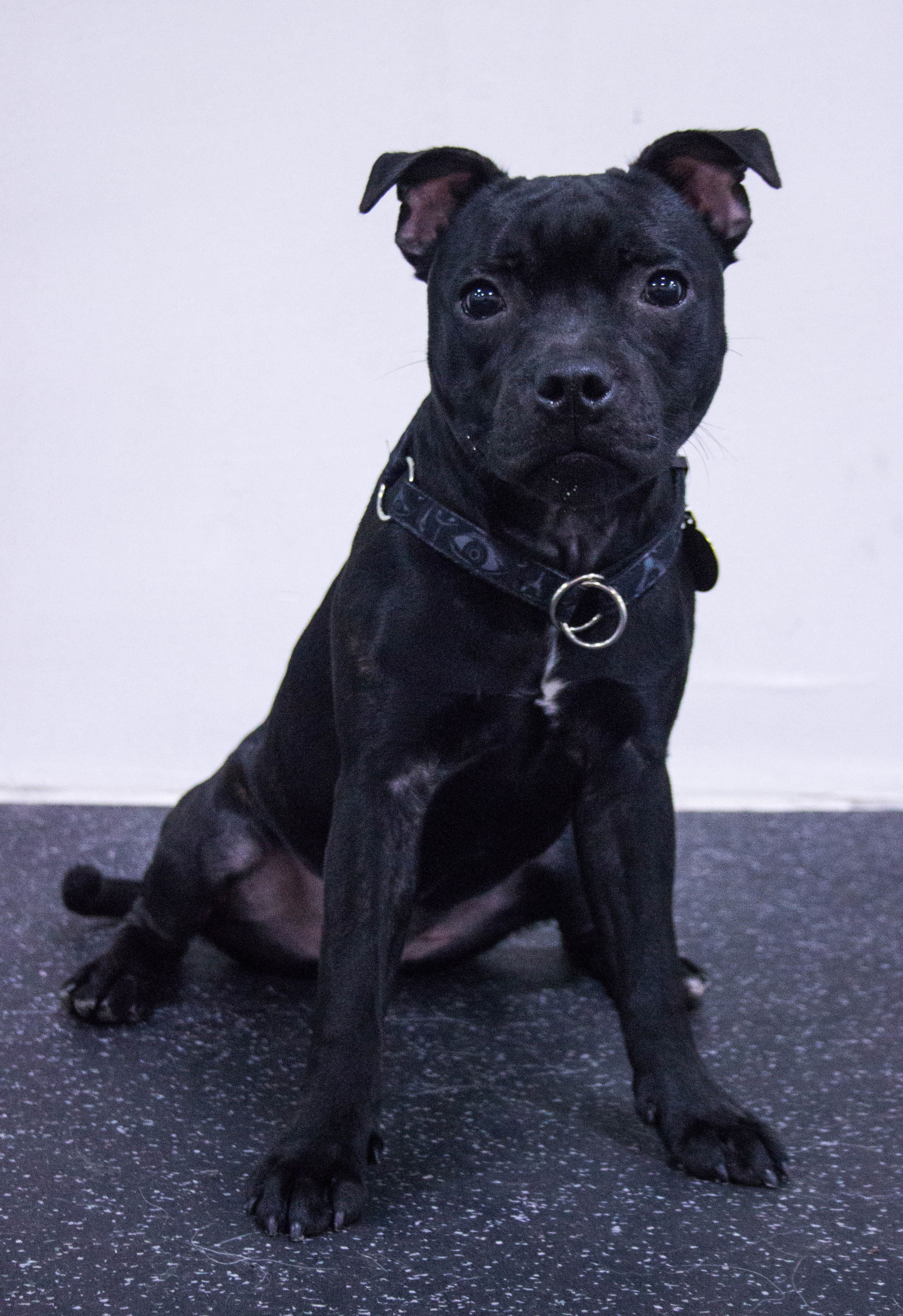 Тсахик. BLGKV питомник собак