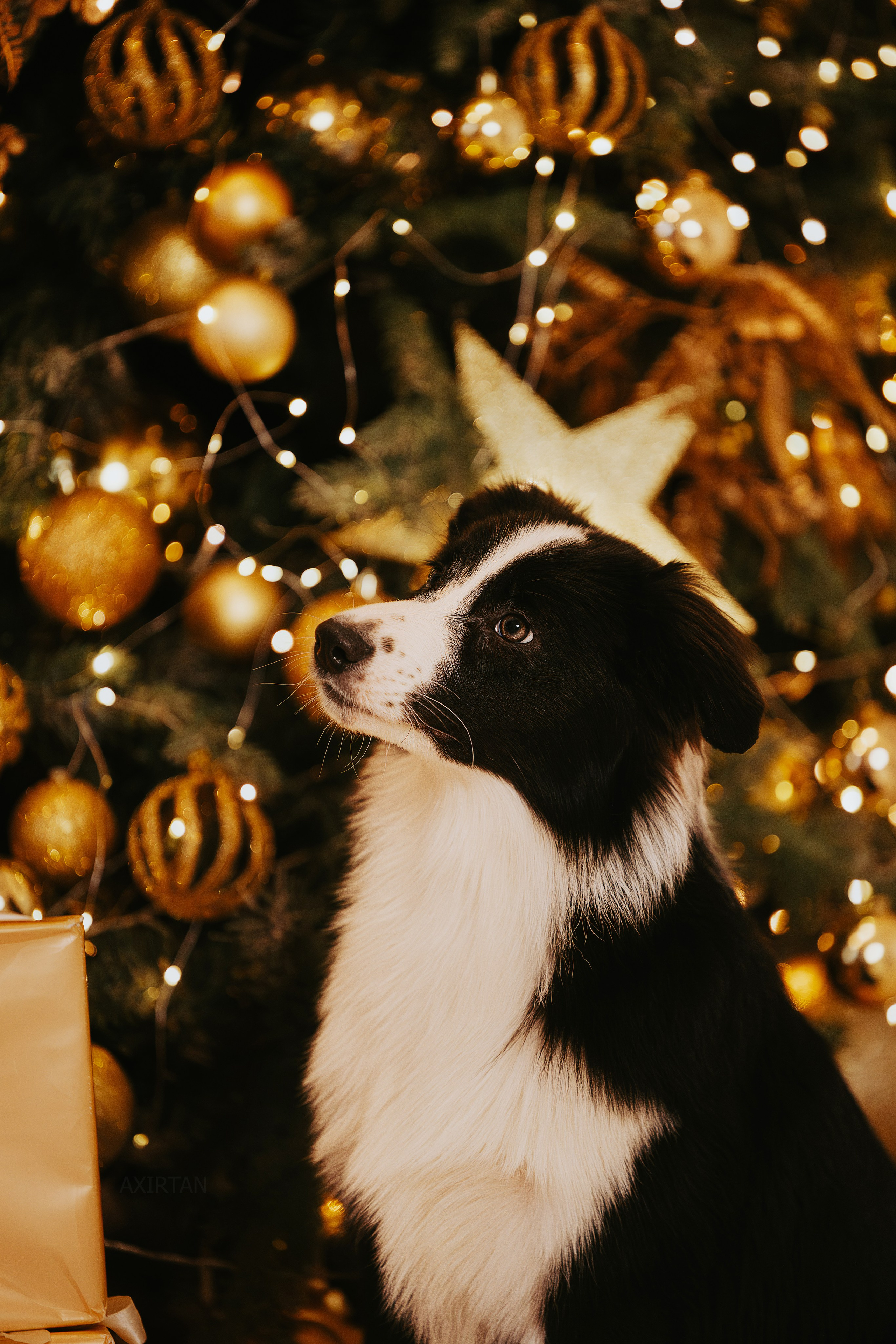 Кубрау. BLGKV питомник собак