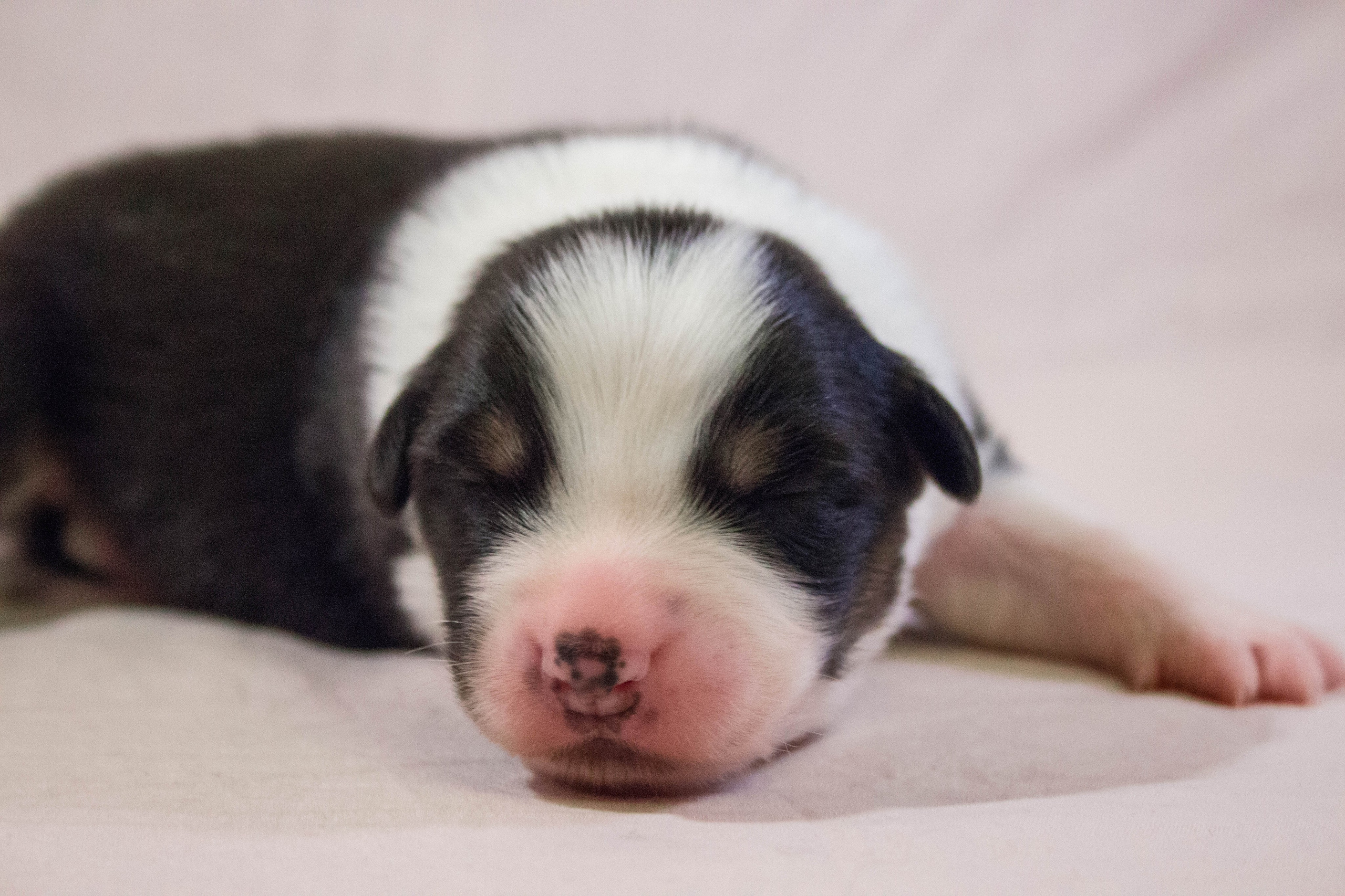 Рыся. BLGKV питомник собак