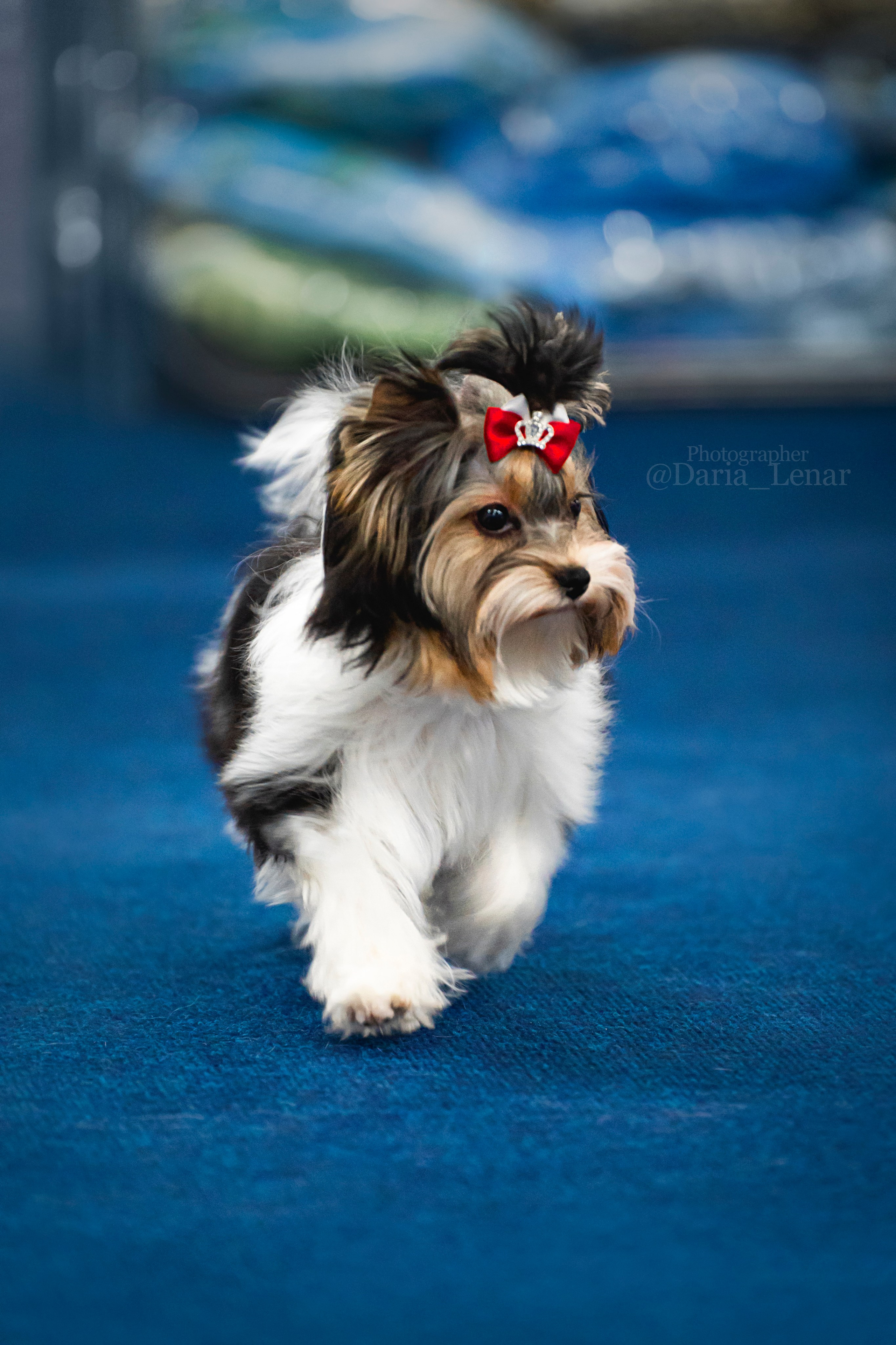 Выставки собак. Фотограф в Москве Ленарская Дарья
