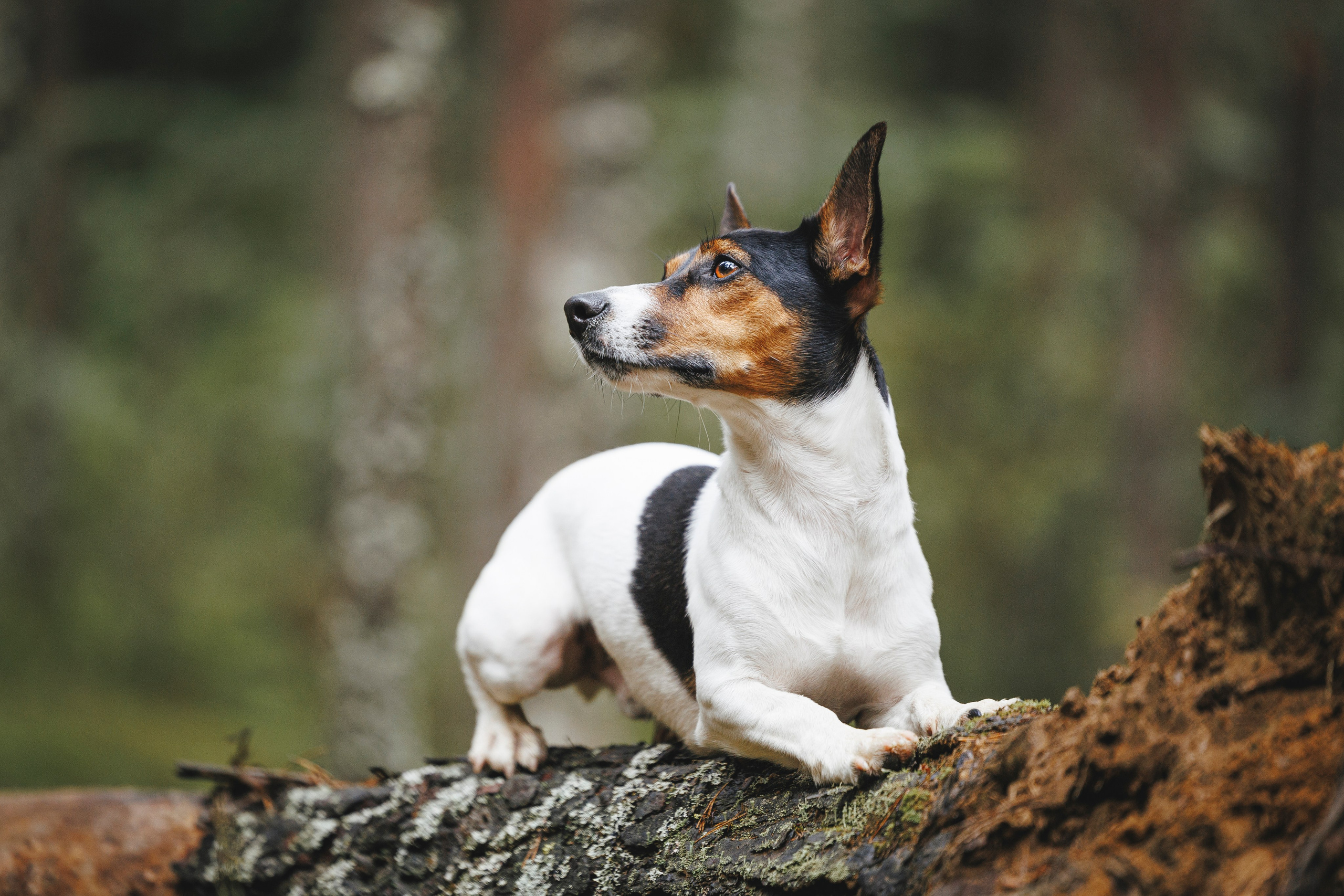 Ания и Ярик. Фотограф-анималист Анна Маринич