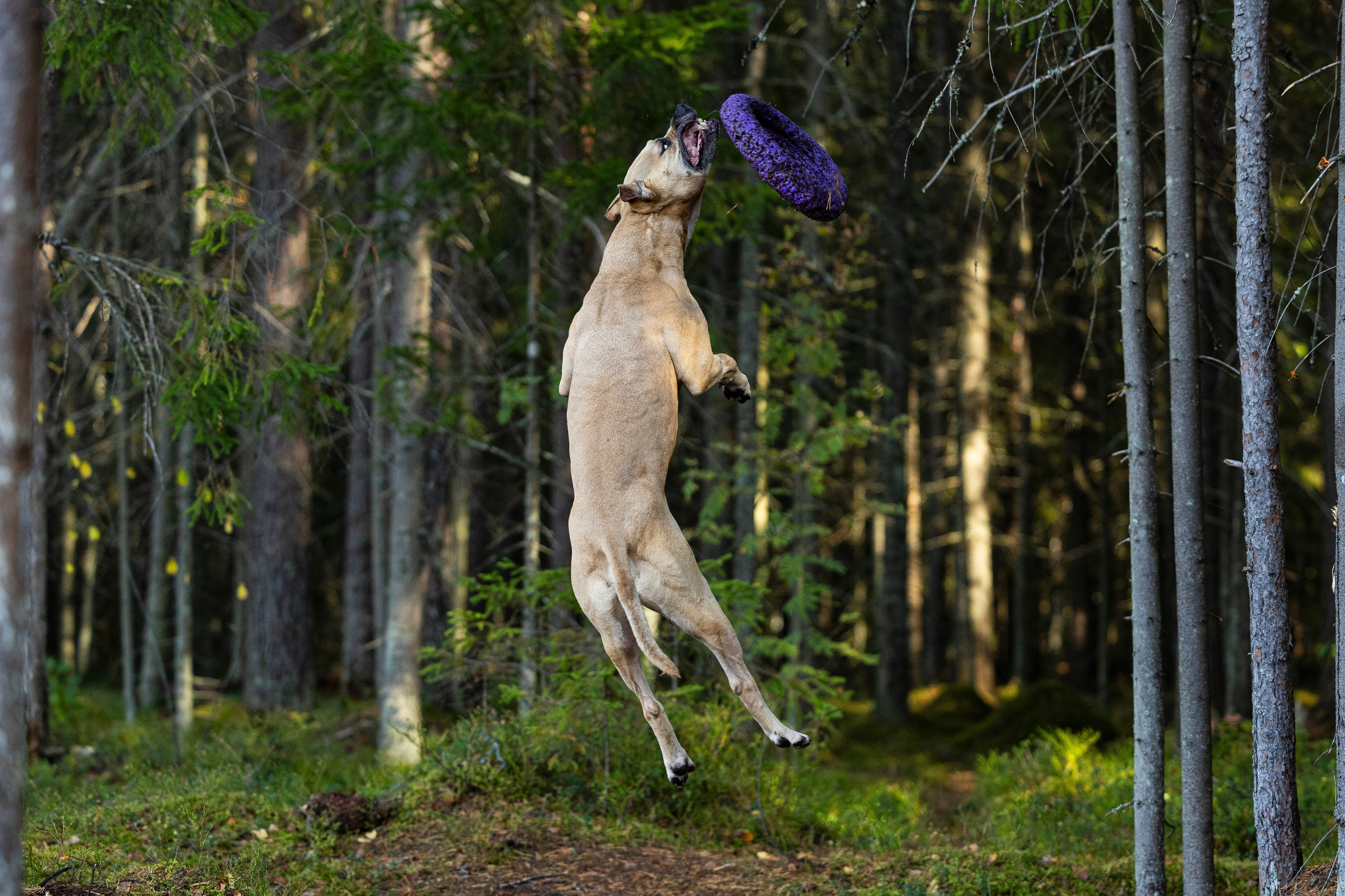 Фобос. Фотограф-анималист Анна Маринич