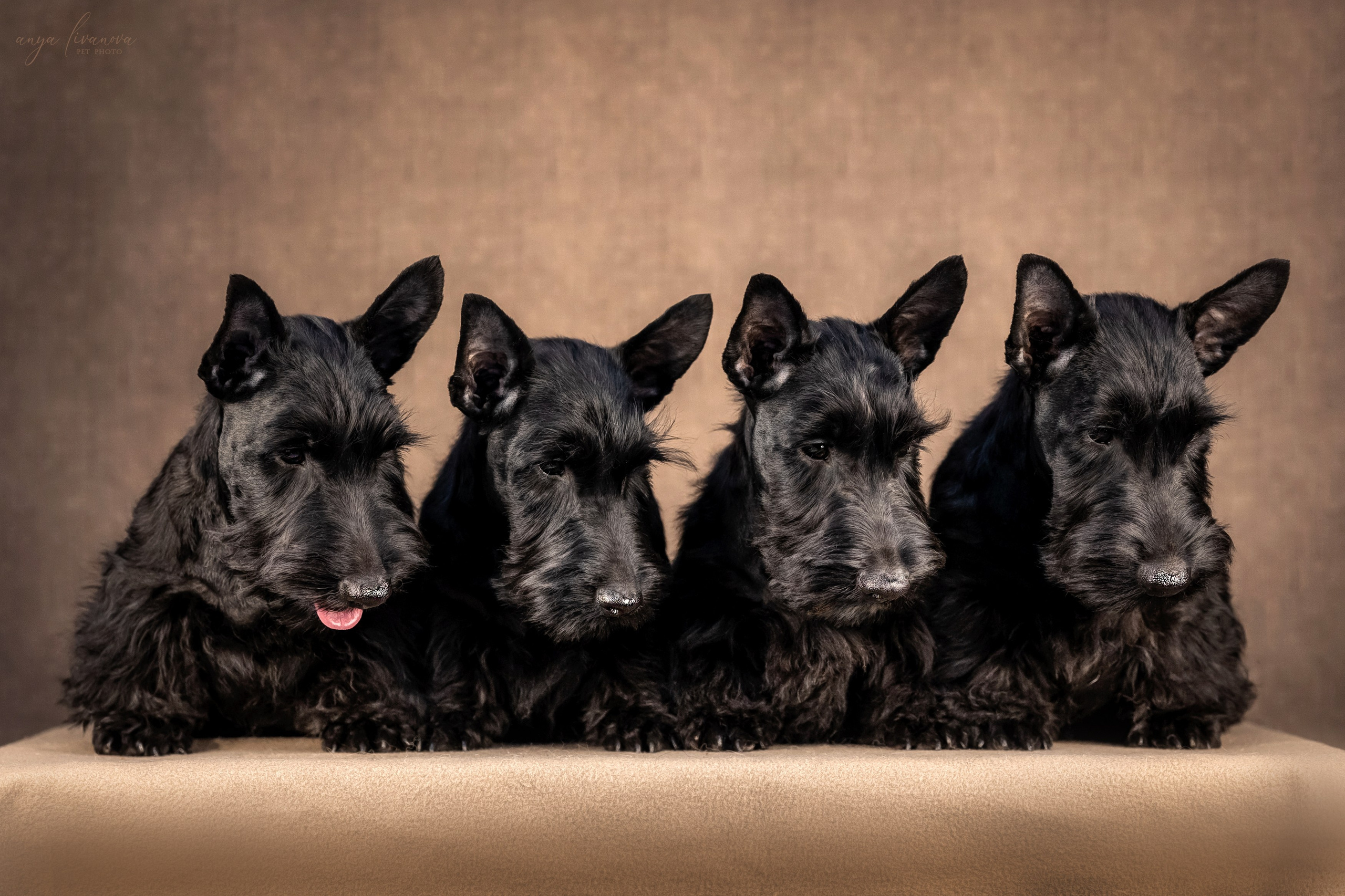 Скотчики. Фотограф анималист Аня Ливанова | Рыбинск