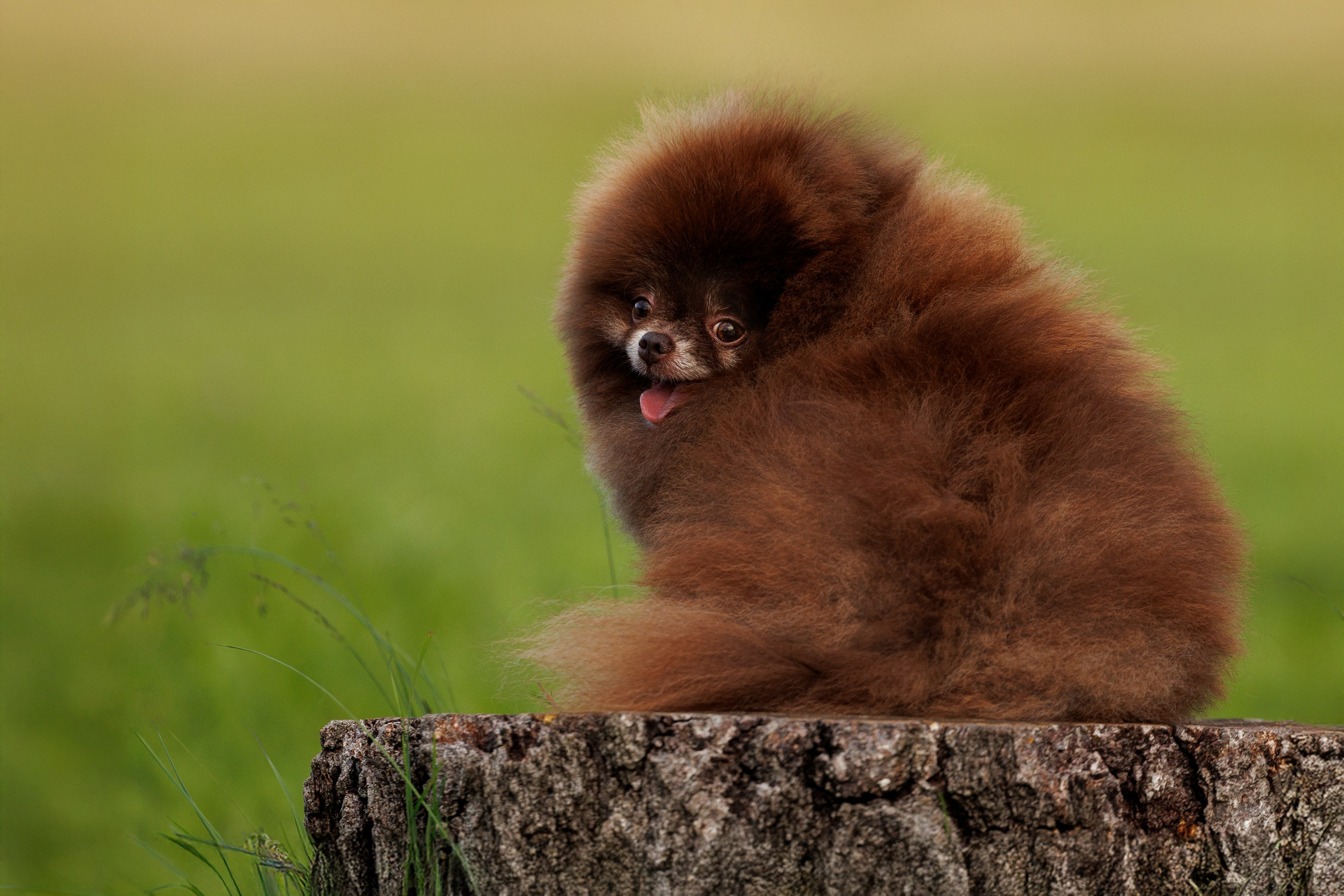Портфолио: Фотосъёмка собак в Москве и области — авторские образы. Фотограф-анималист и бренд-фотограф в Москве | Фотография собак, людей, бизнес-портрет
