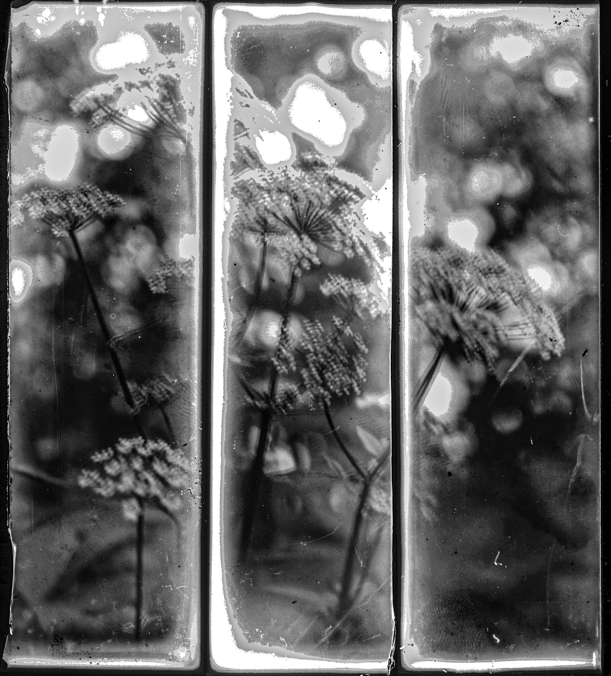 Фотопластинки СССР. г. Нижний Новгород.