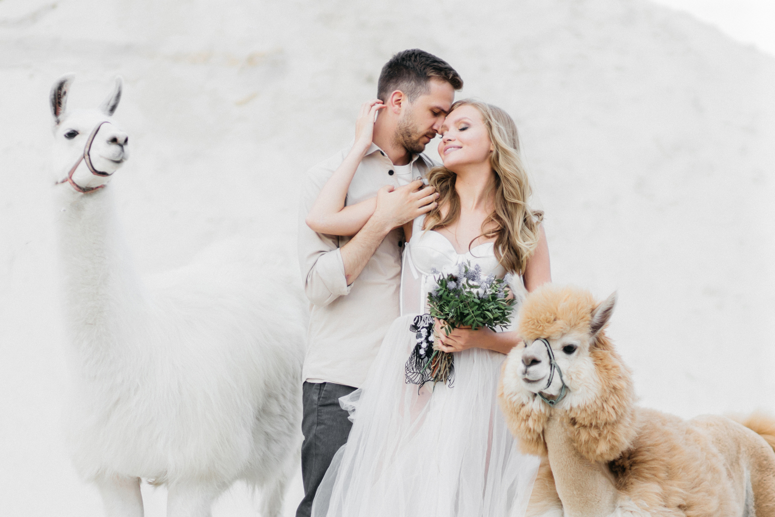 жених с невестой  с альпакой и ламой Москва
