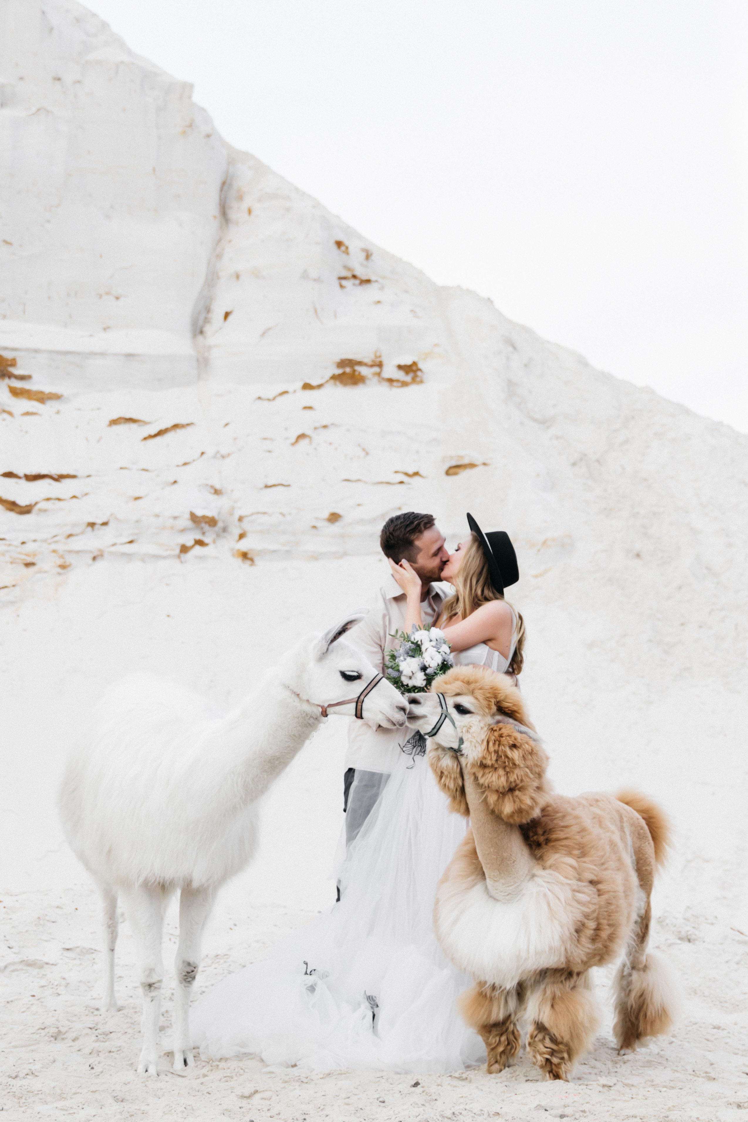 свадебная фотосессия в пустыне с альпакой и ламой