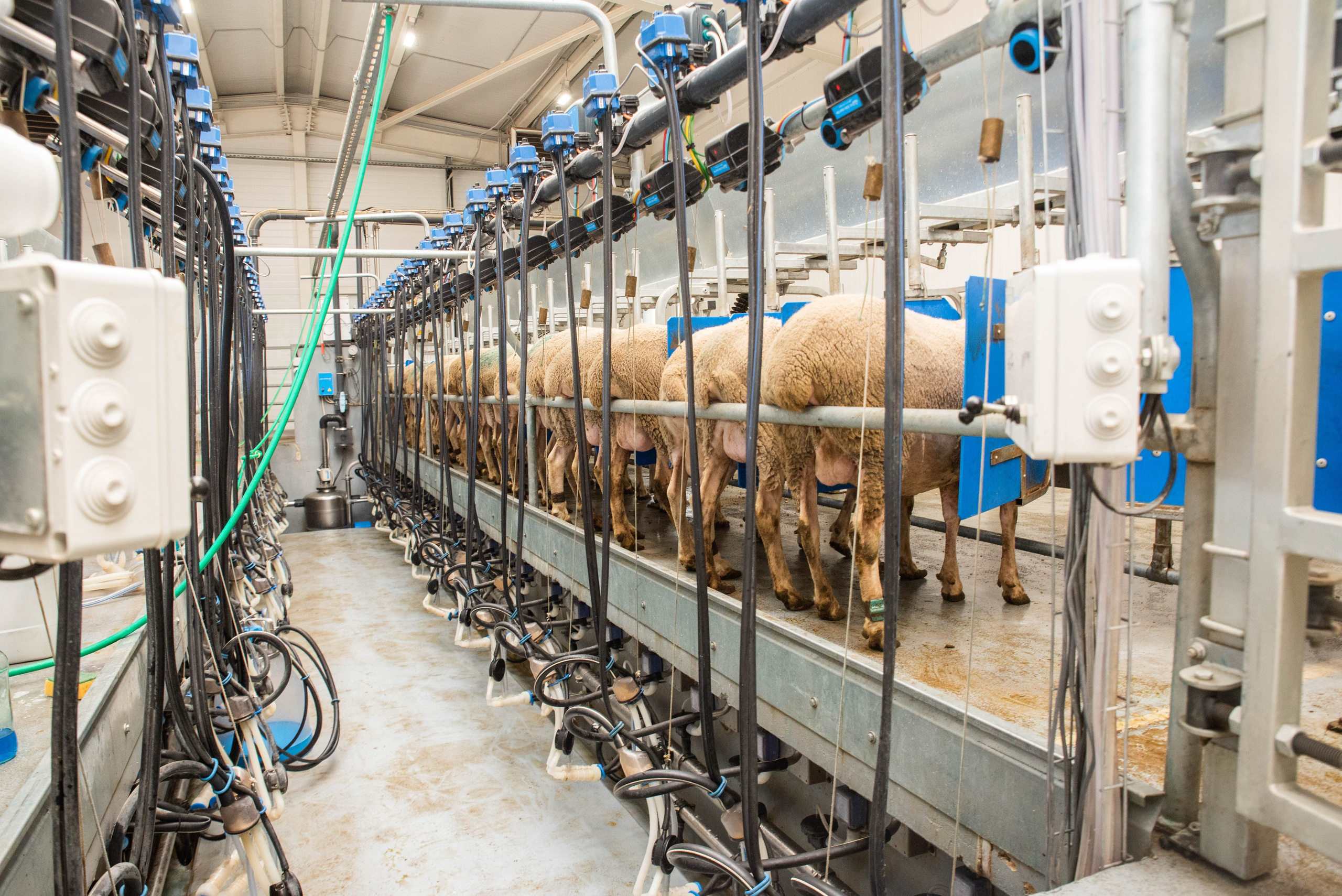 Овечья Ферма. Агрокурьер Красный Яр. Главная