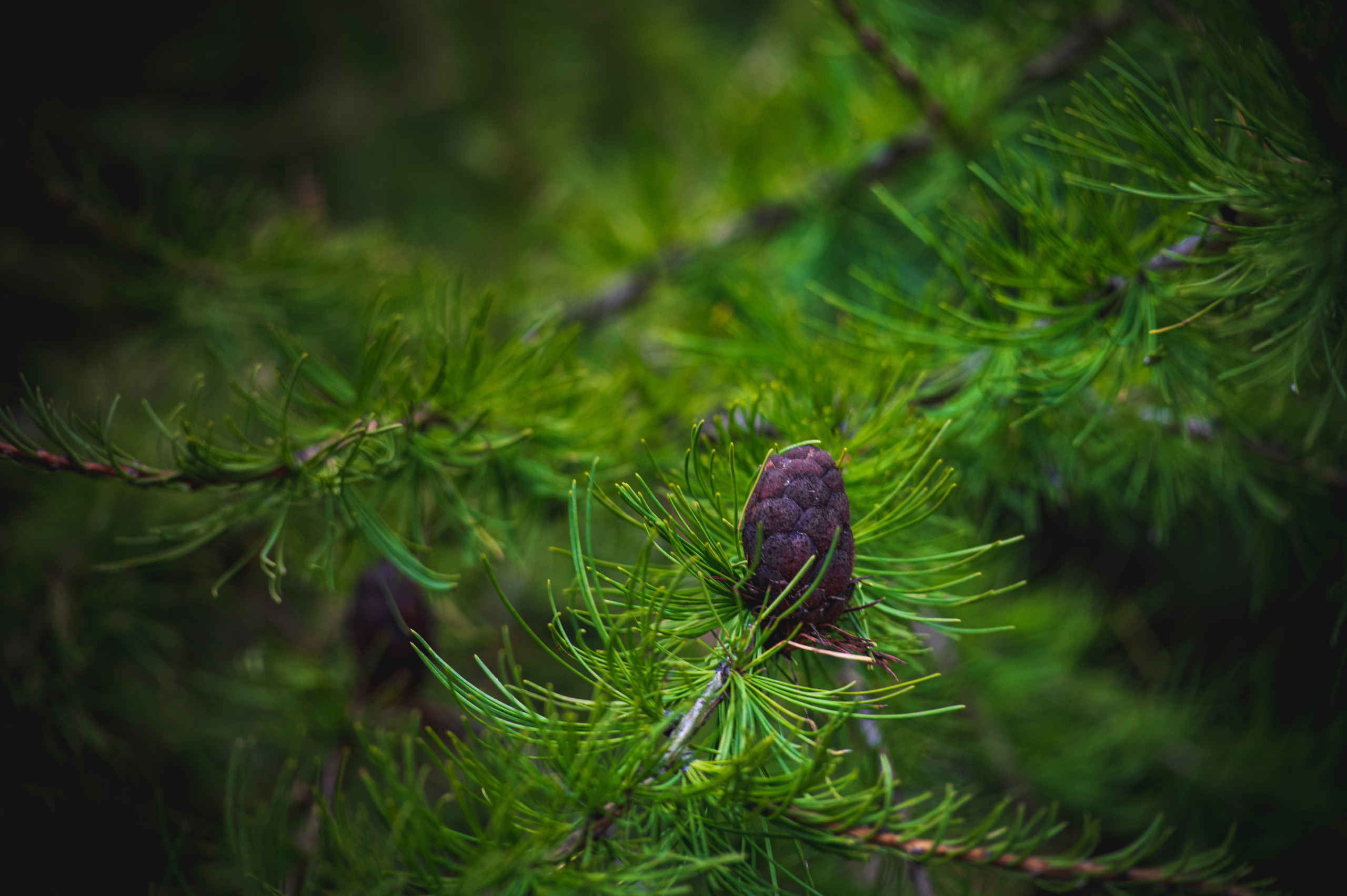 Фотопрогулка ДР. Фотограф Роман Адлер