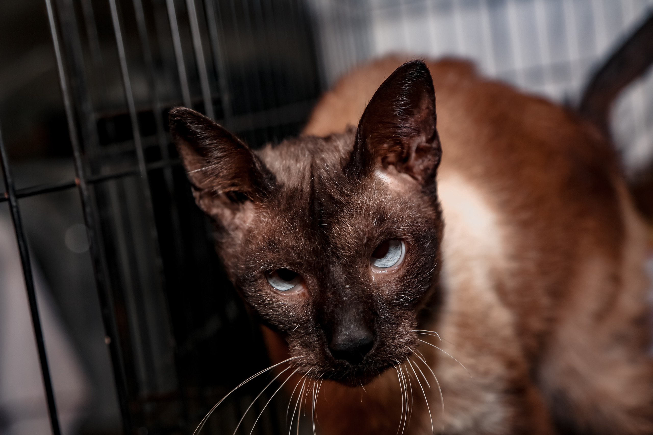Приют Кошкин Дом Филимоша. Ваш фотограф в Оренбурге Рощупкина Екатерина