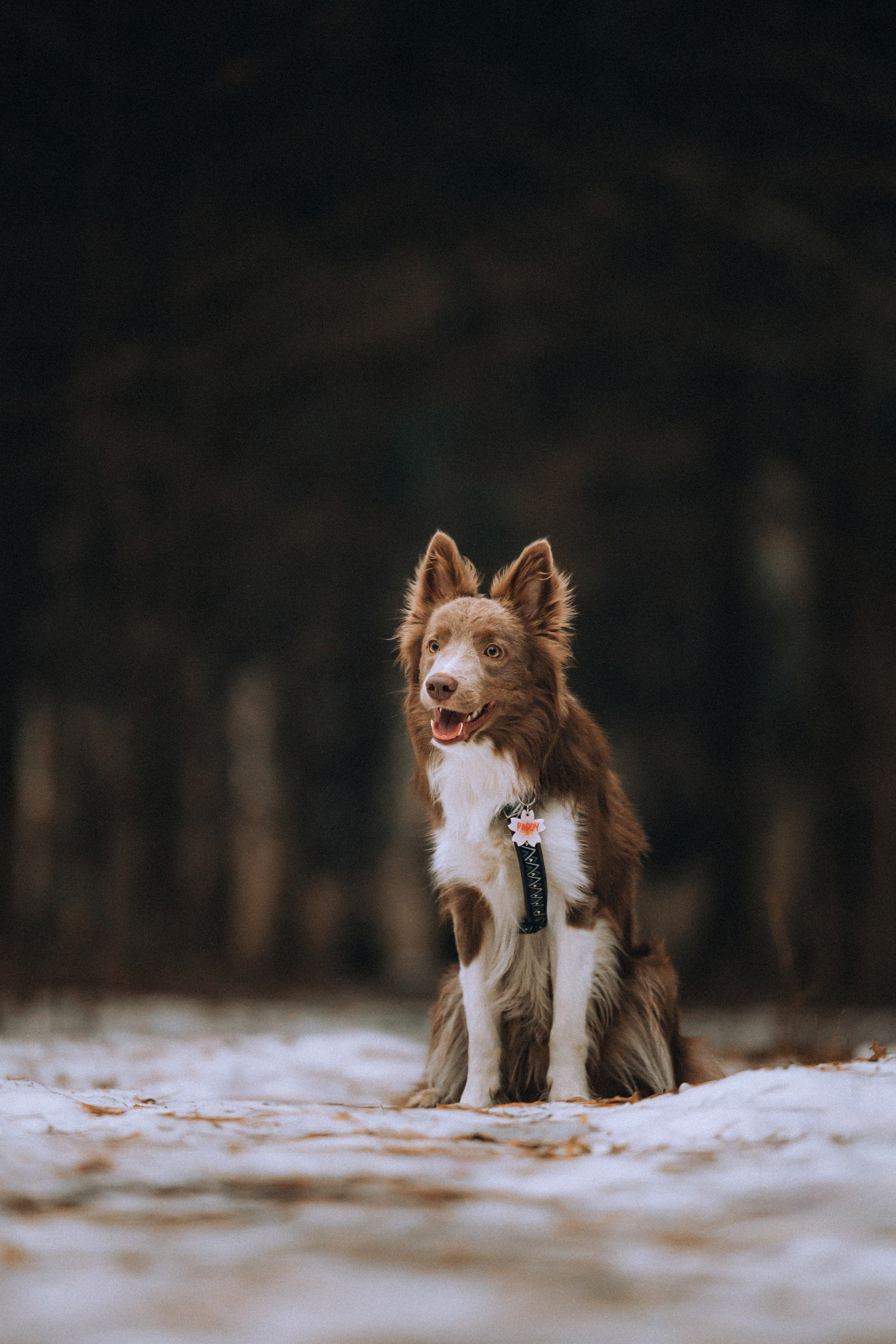 Полина, Милли и Паддингтон