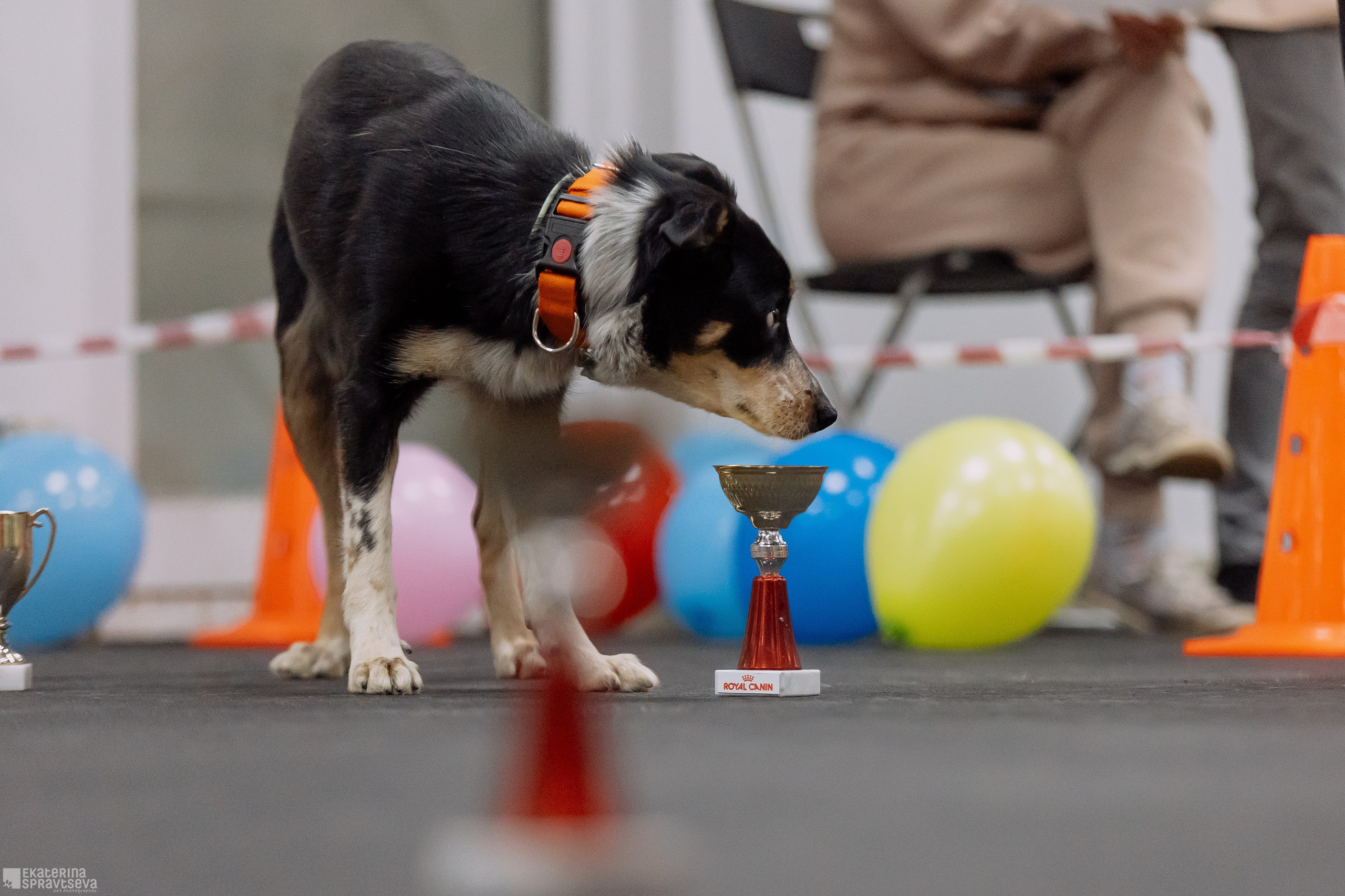 Праздник NoseWork. Фотограф Анималист Екатерина Справцева в Нижнем Новгороде